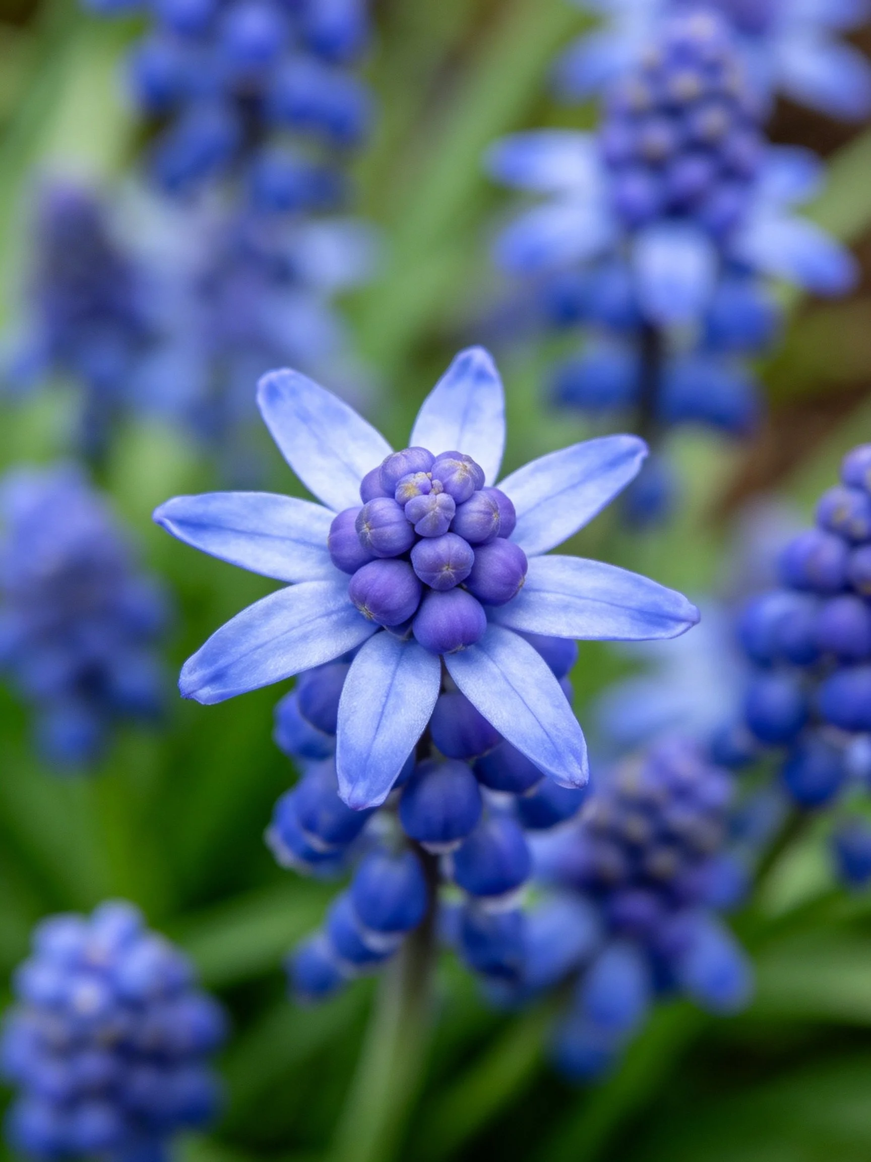 Close - up of vibrant blue grape hyacinth blooms with soft - focus companions