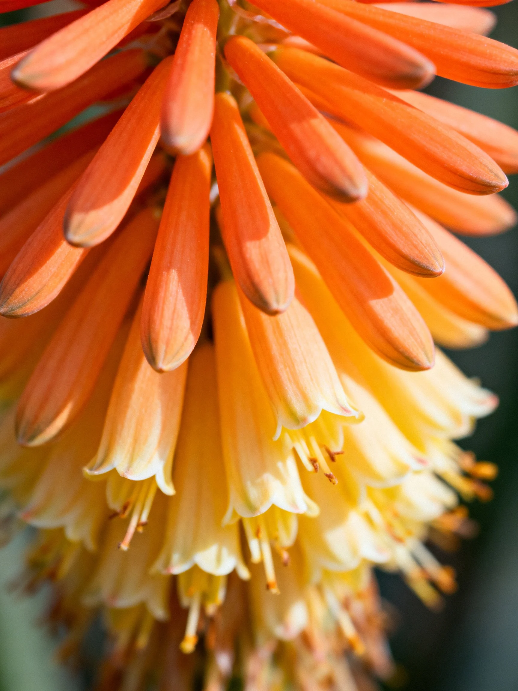 Close - up of vibrant orange and cream flower clusters