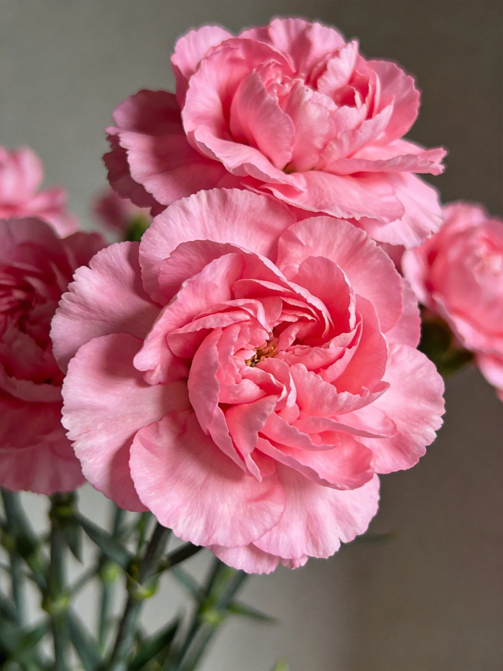 Close-up of vibrant pink carnations with layered blooms