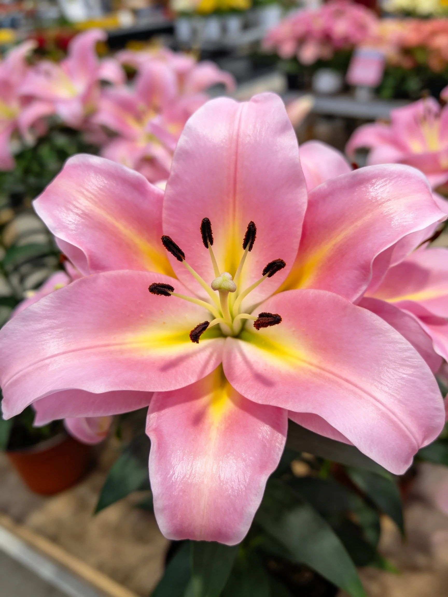 Close-up of vibrant pink lilies with yellow centers