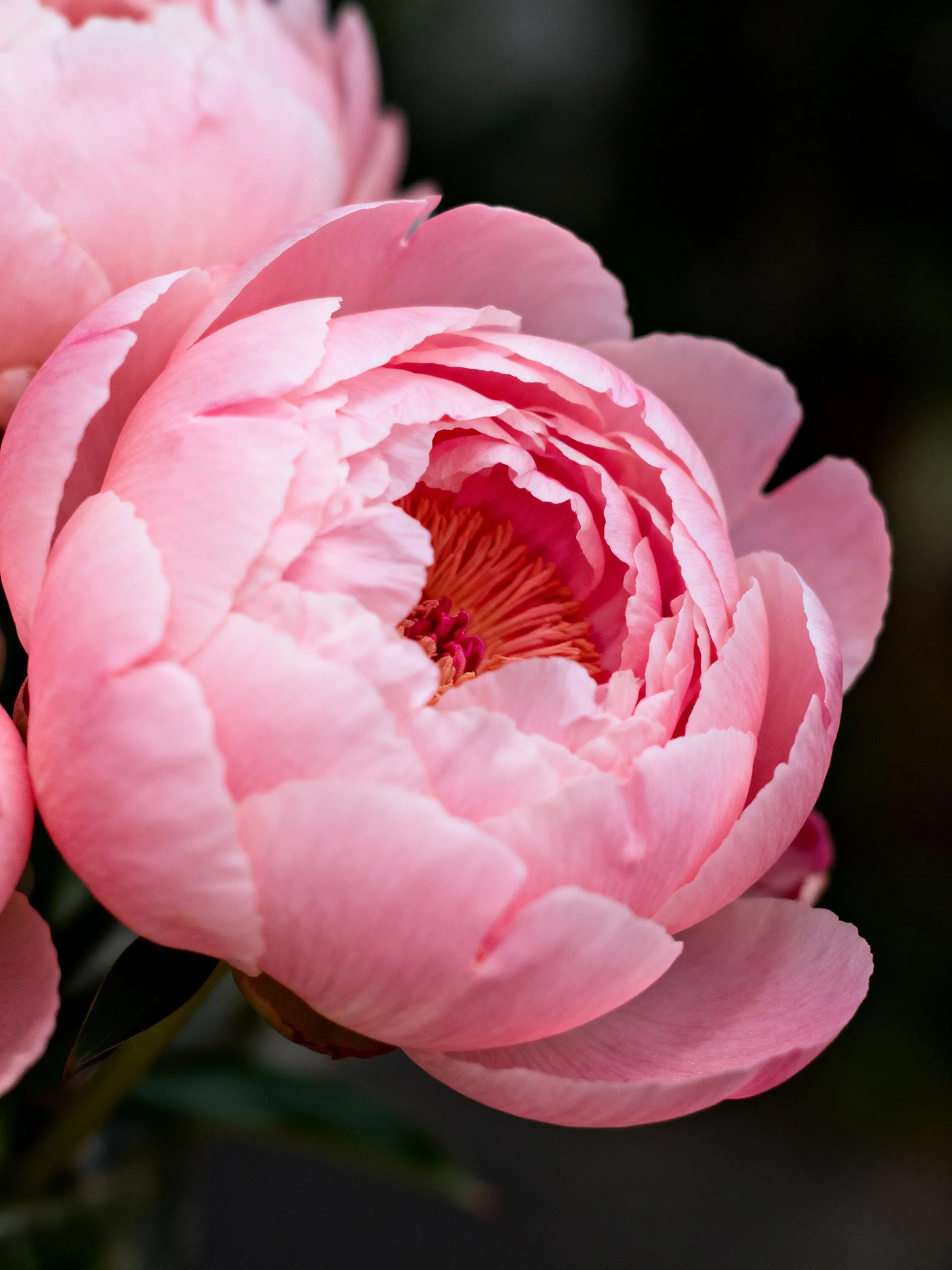 Close-up of vibrant pink peony flowers with soft petals