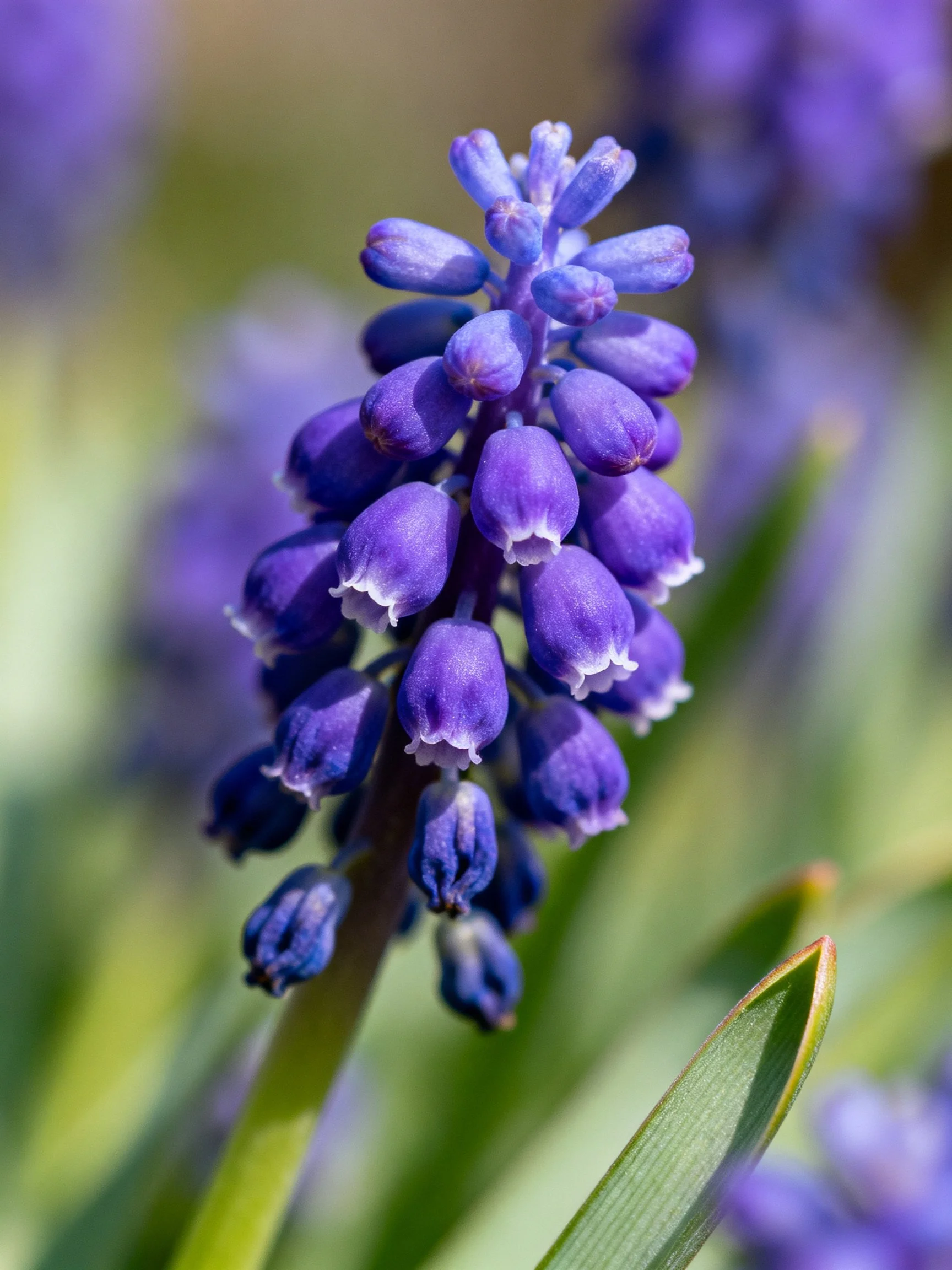 A close-up displays vibrant purple bell-shaped flower clusters with a blurred green backdrop.