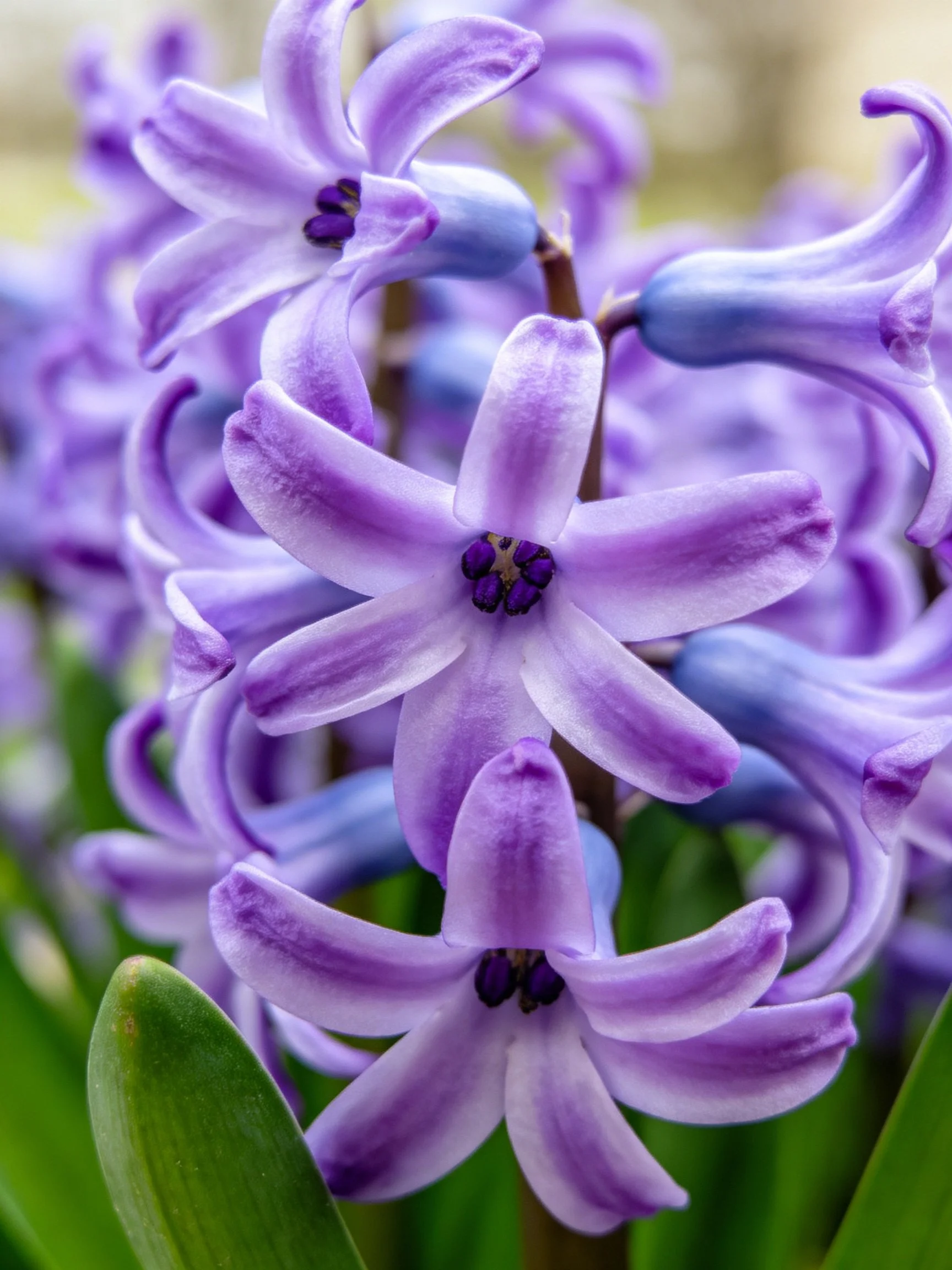 Close-up of vibrant purple hyacinths with blue - accented blooms