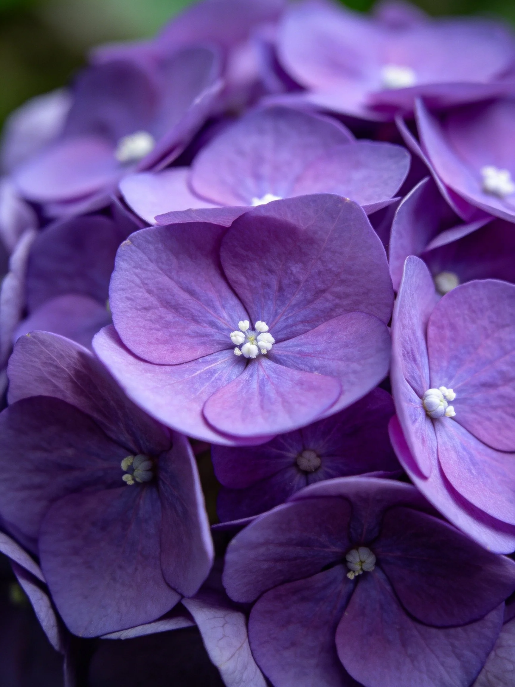 Close-up of vibrant purple hydrangea blooms with soft lighting