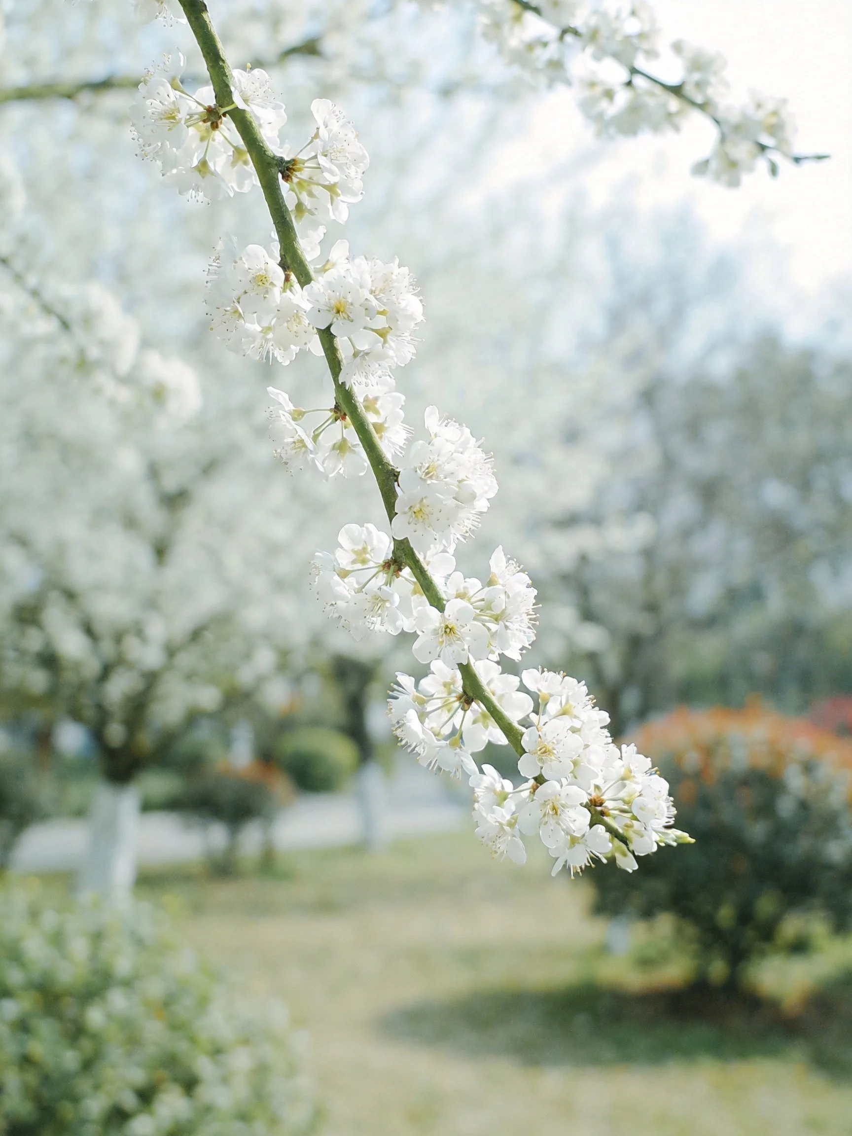 Close - up of white blossoms on a slender branch in a sunlit garden