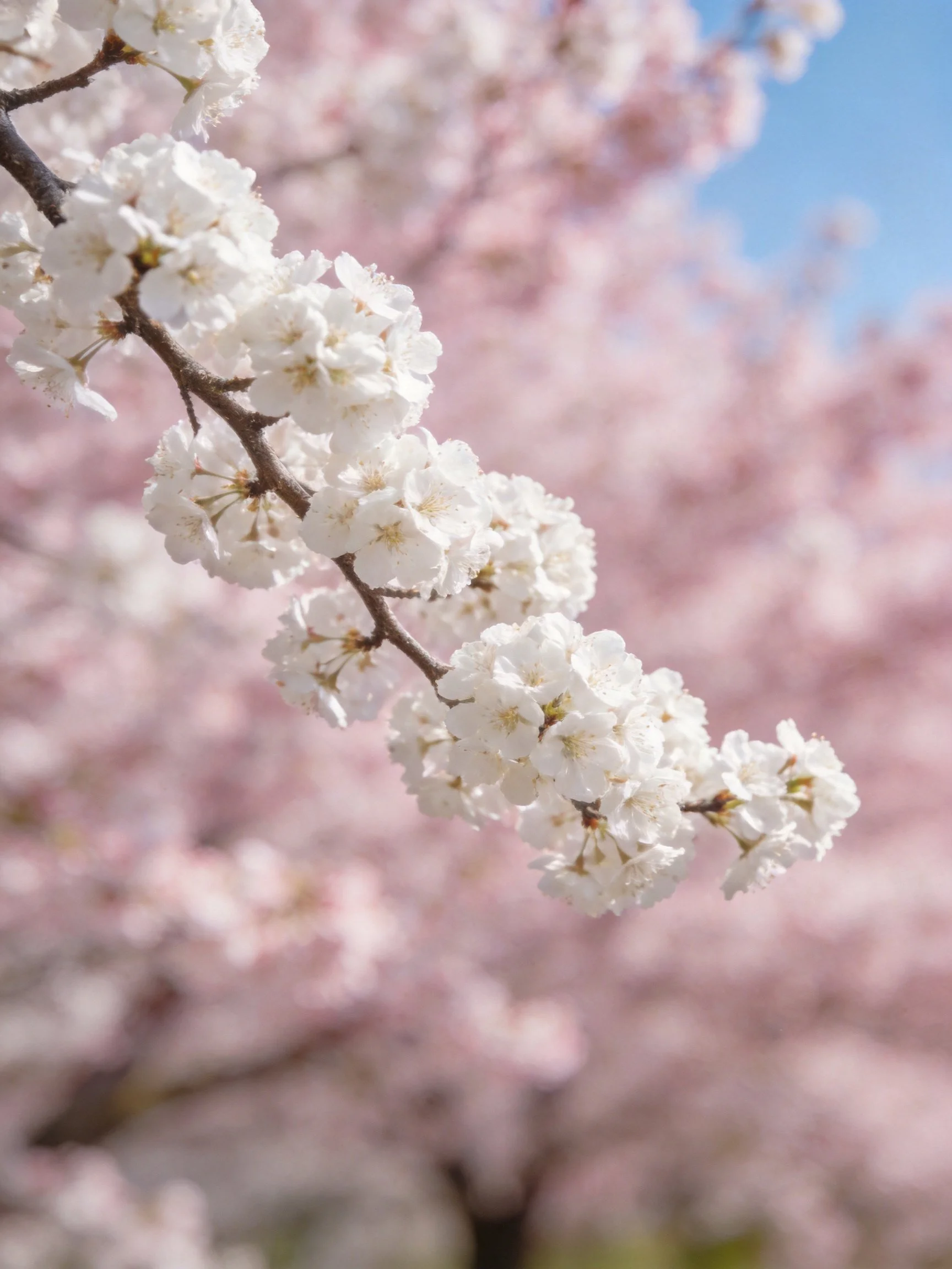 Close - up of white cherry blossom branch with soft pink bokeh background