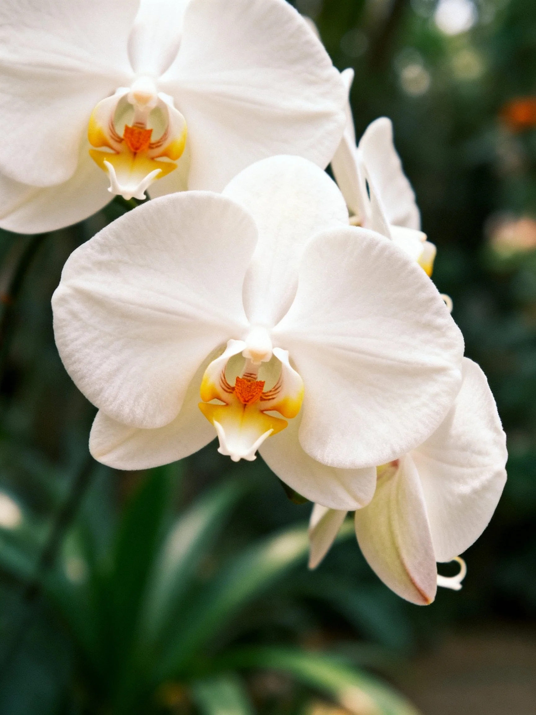 Close-up of white orchid flowers with yellow-orange centers
