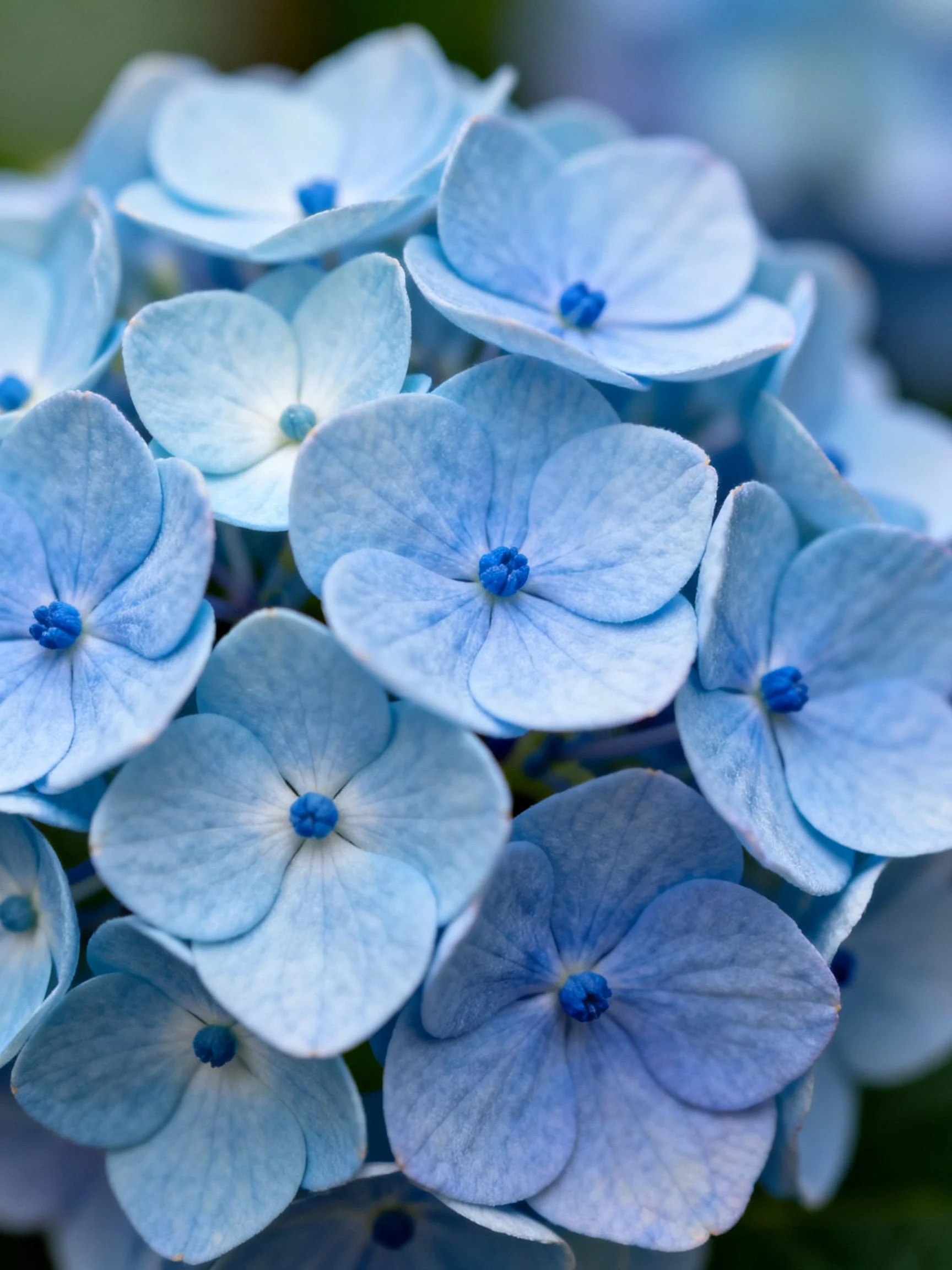 Close-up view of delicate blue hydrangea blooms with varied hues