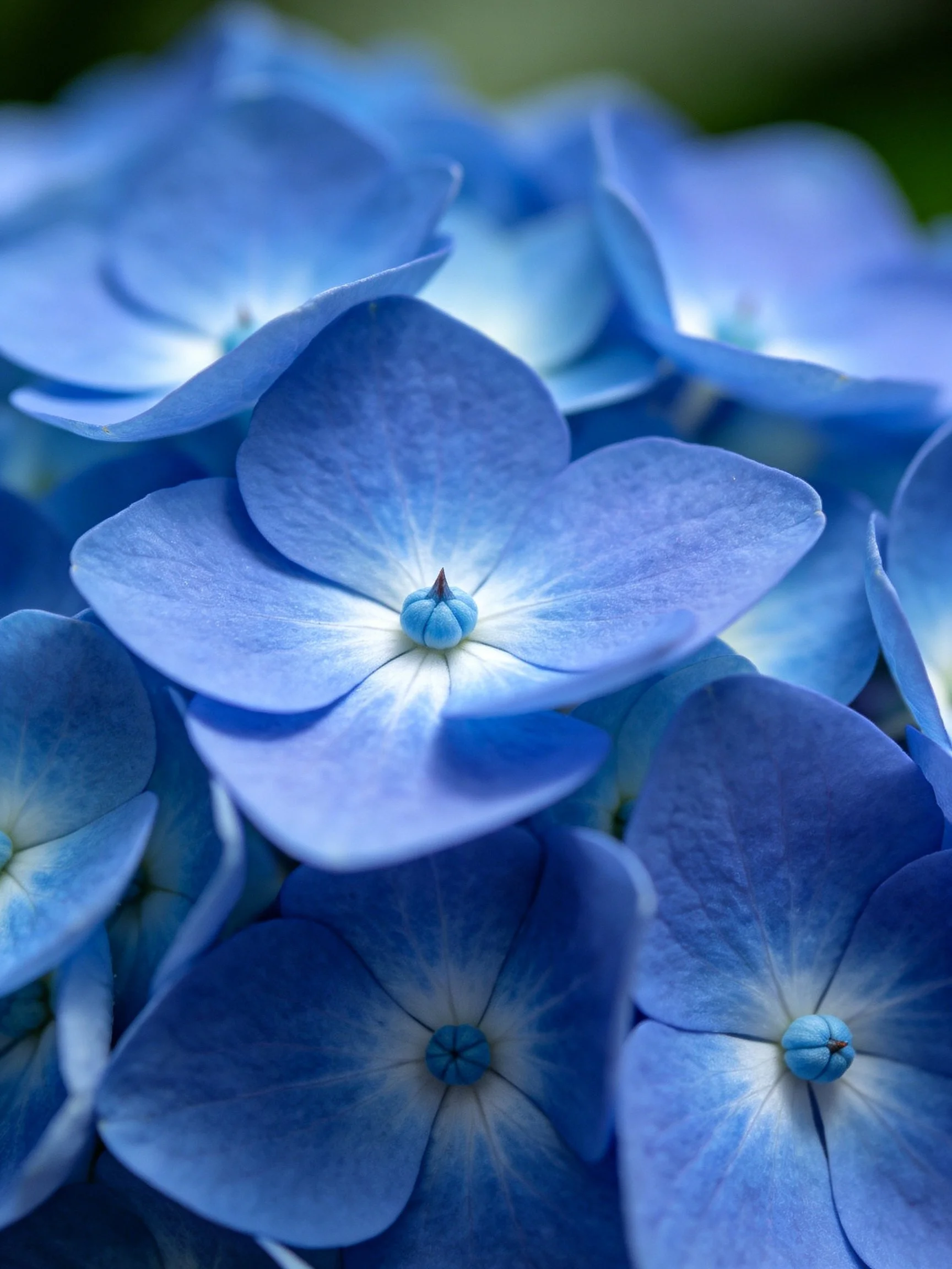 Close-up view of numerous blue hydrangea blossoms