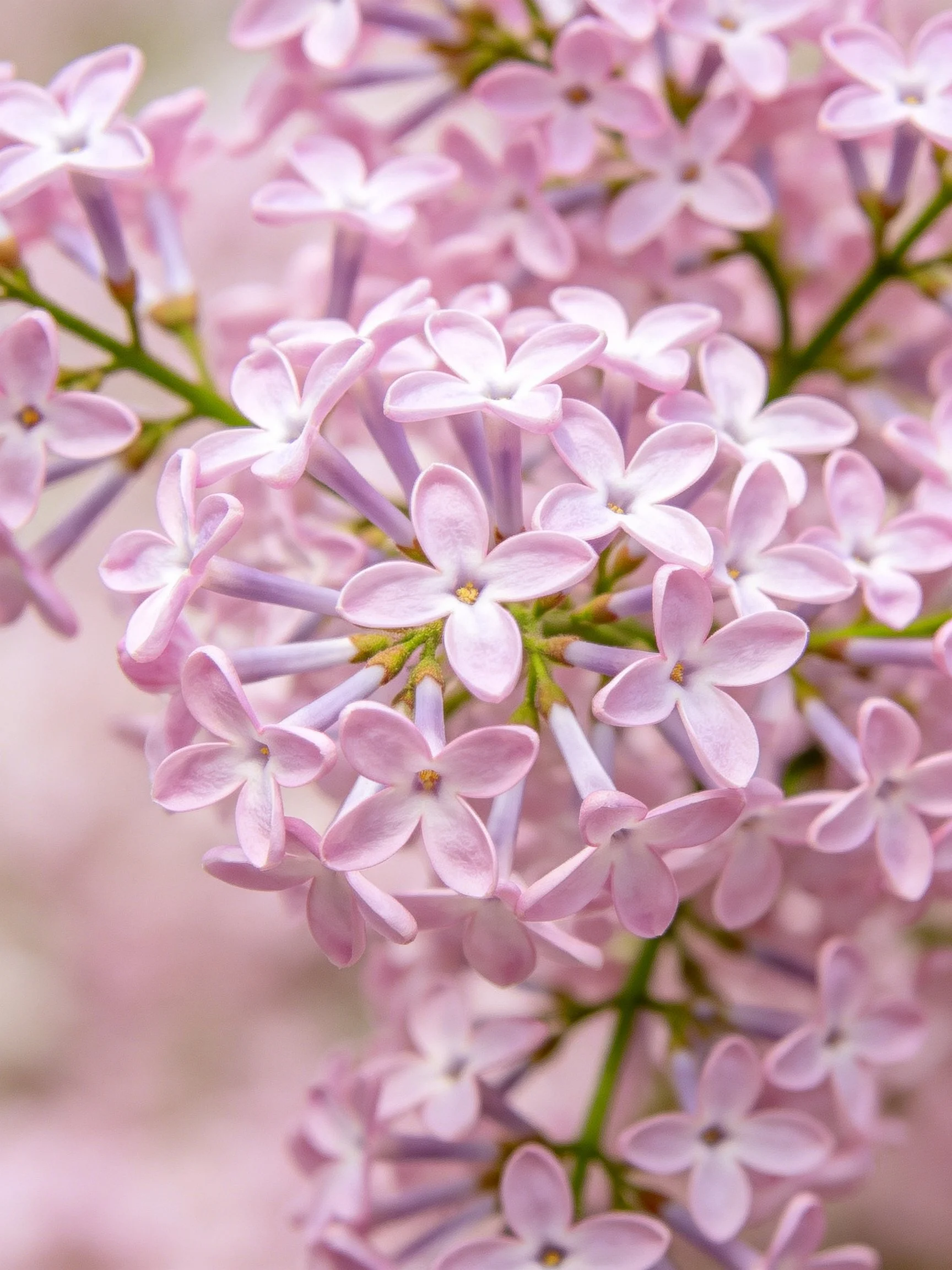 Close-up view of soft purple-pink lilac flower clusters
