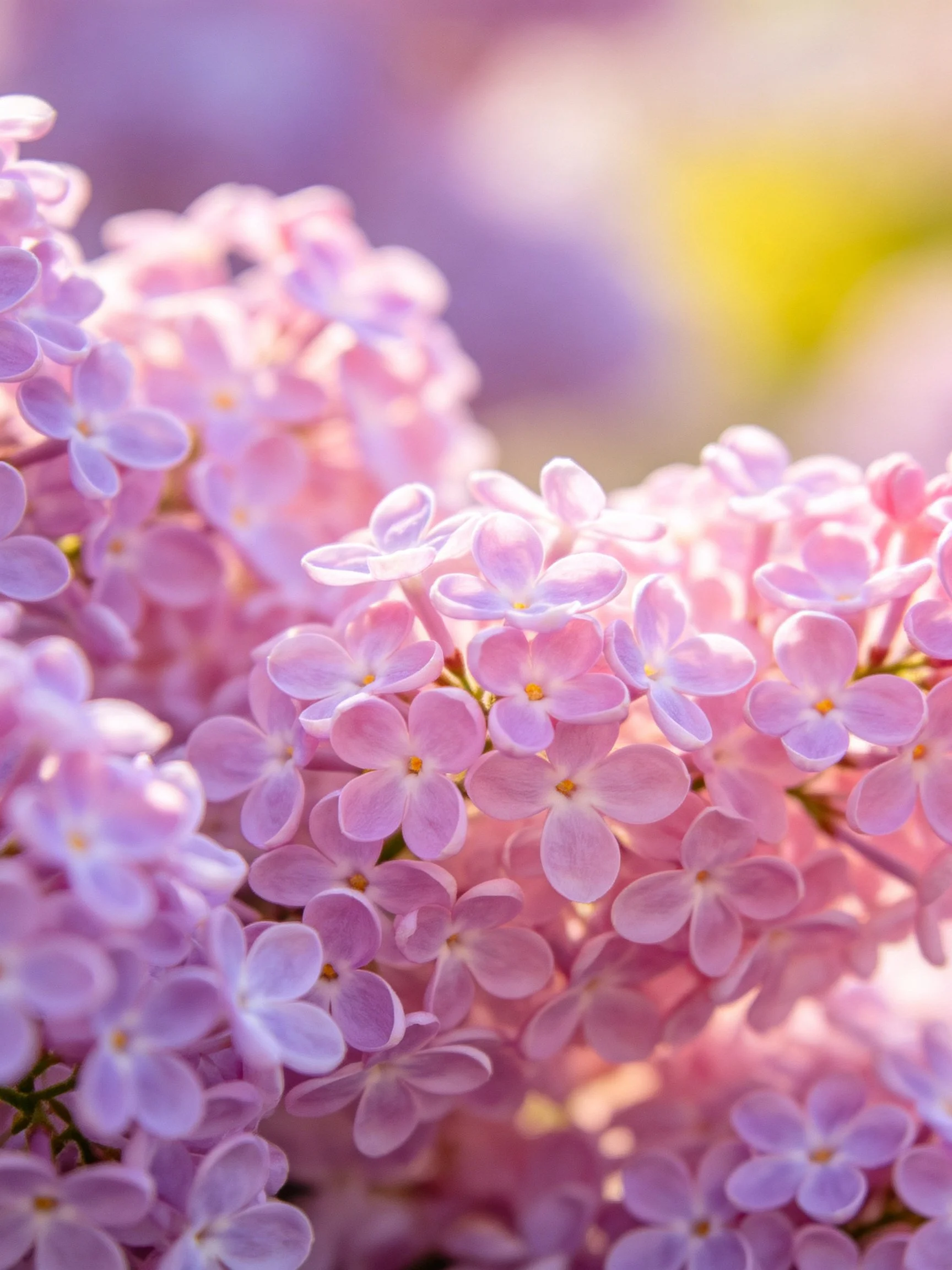 Close - up view of vibrant pink and lavender lilac flower clusters