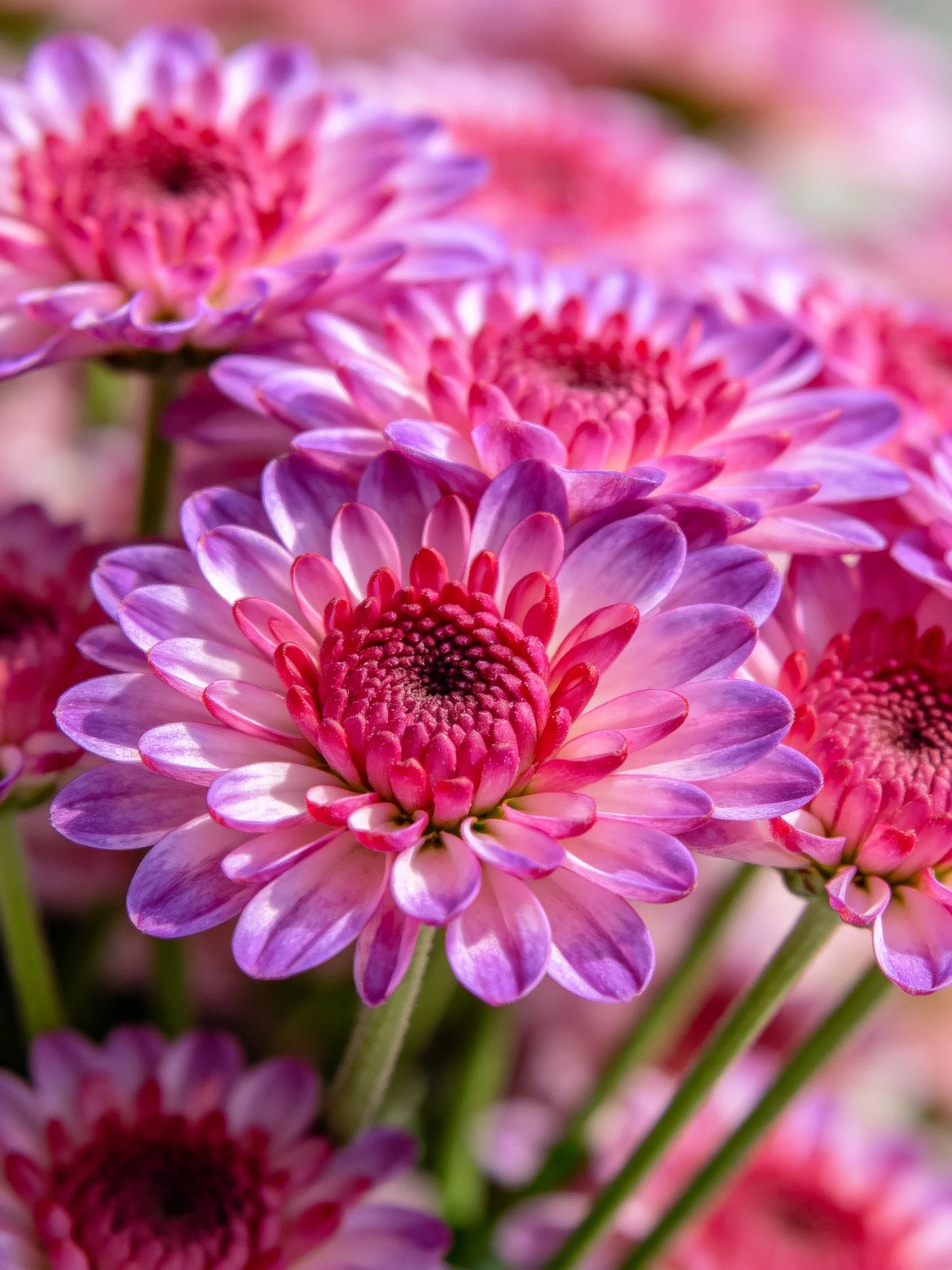 Close - up view of vibrant pink and purple chrysanthemum flowers