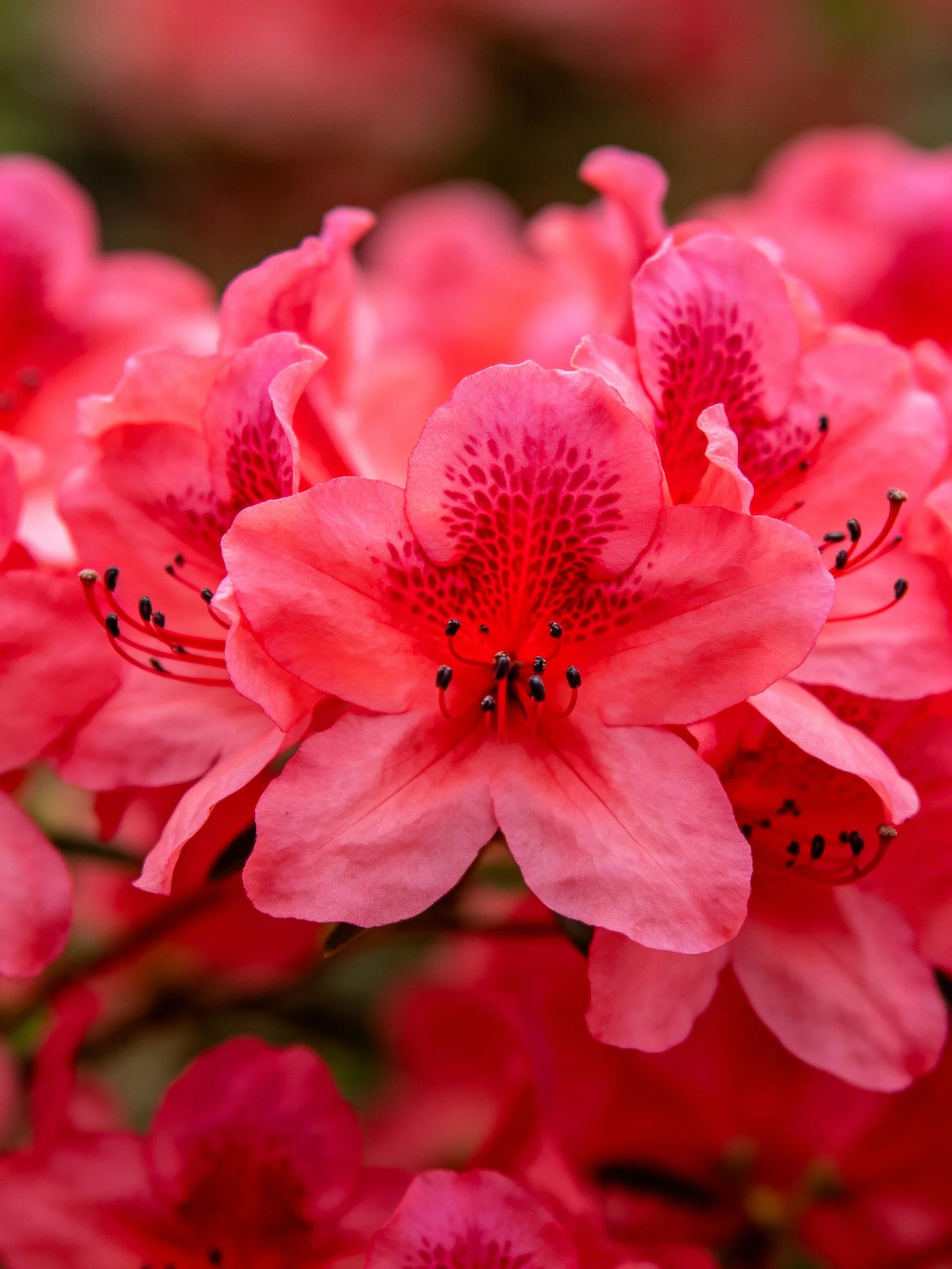 Close - up view of vivid pink flowers with detailed petal textures