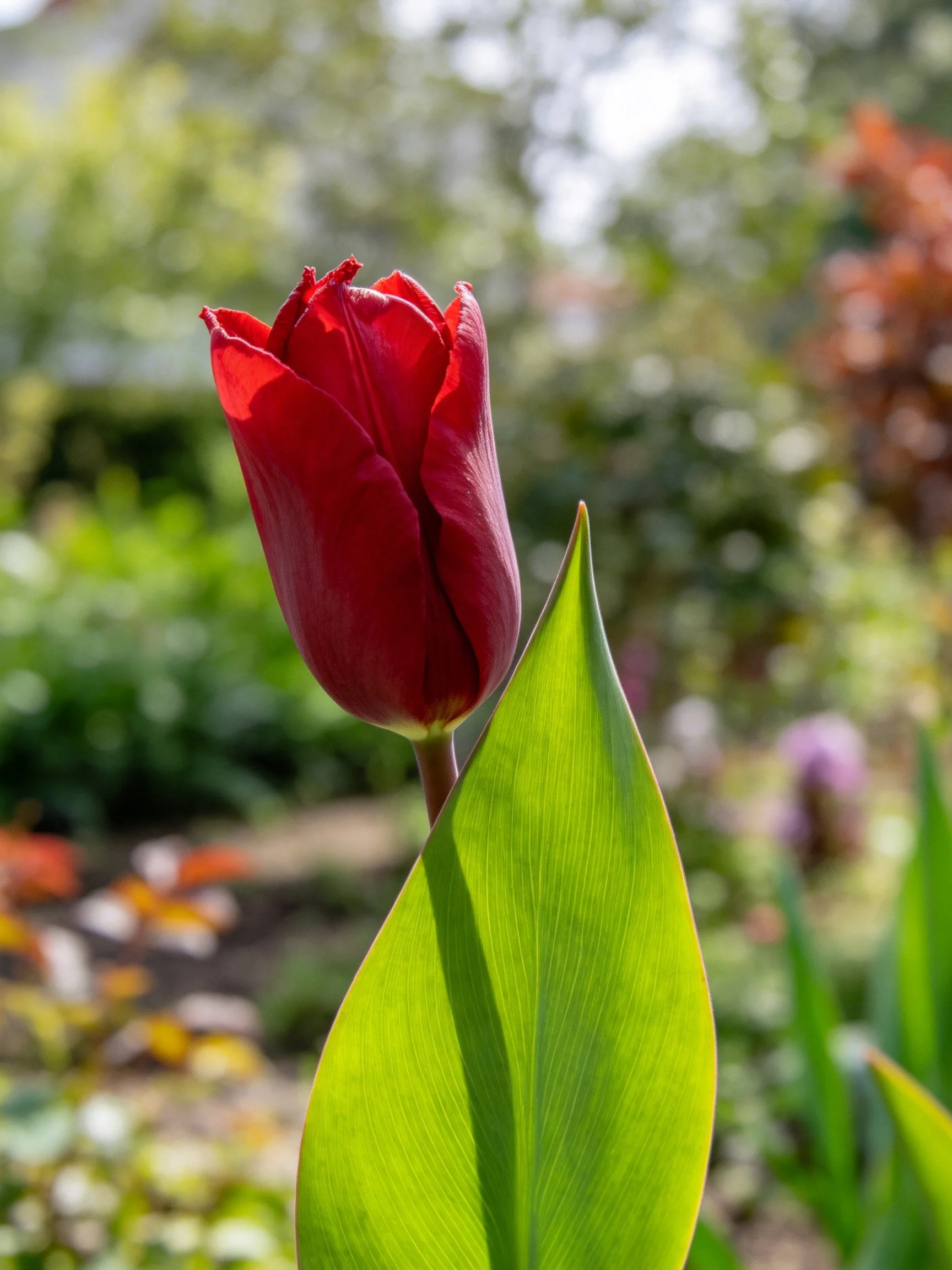 Closed vibrant red tulip bud with large green leaf in garden