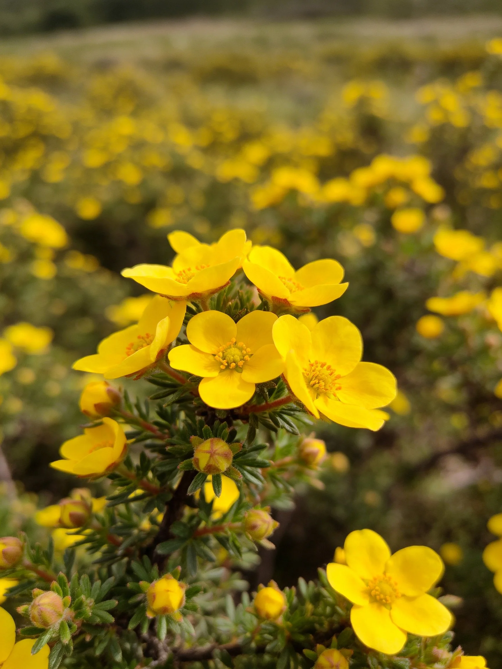 Cluster of Bright Yellow Flowers on Dense Green Shrub