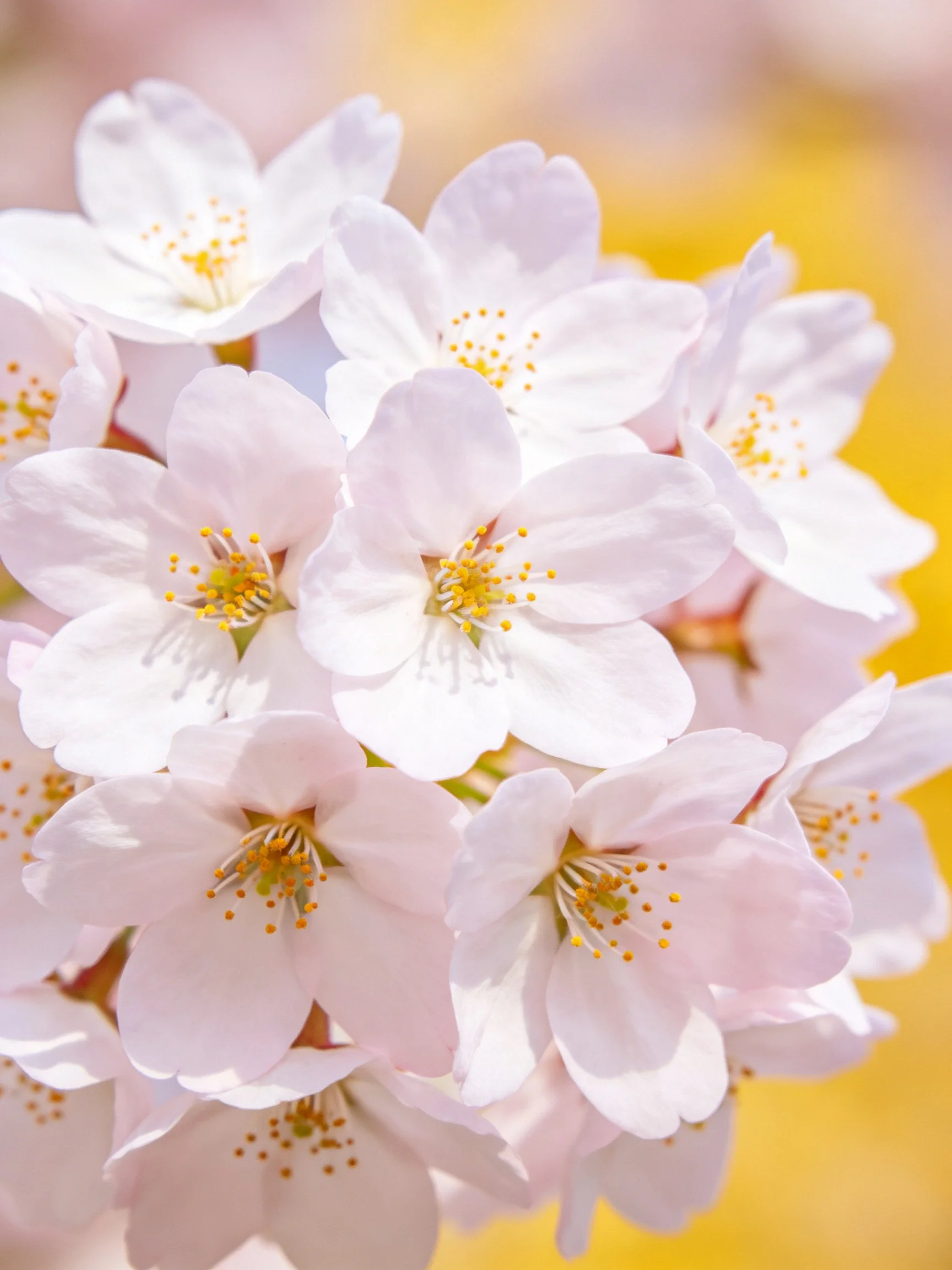 Cluster of Delicate Pink Cherry Blossoms with Golden Stamens
