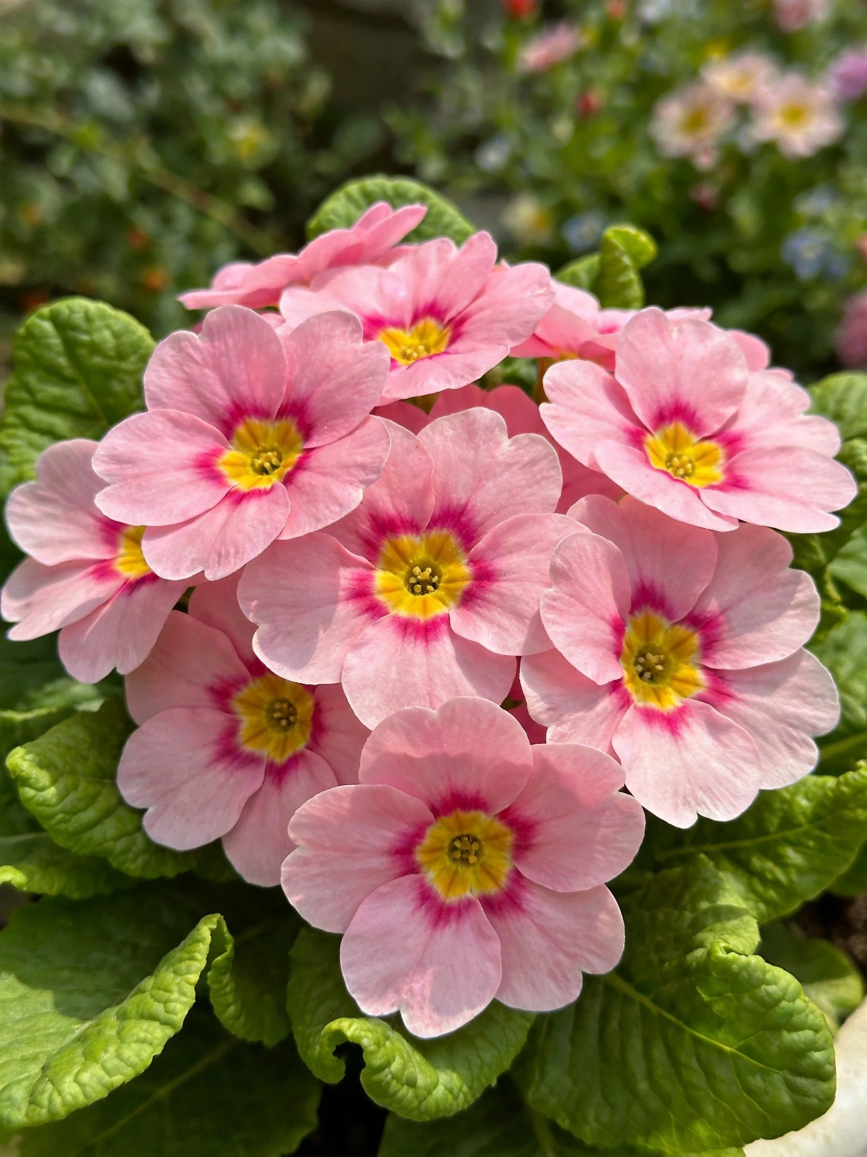 Cluster of Pink Primroses with Yellow Centers and Green Foliage