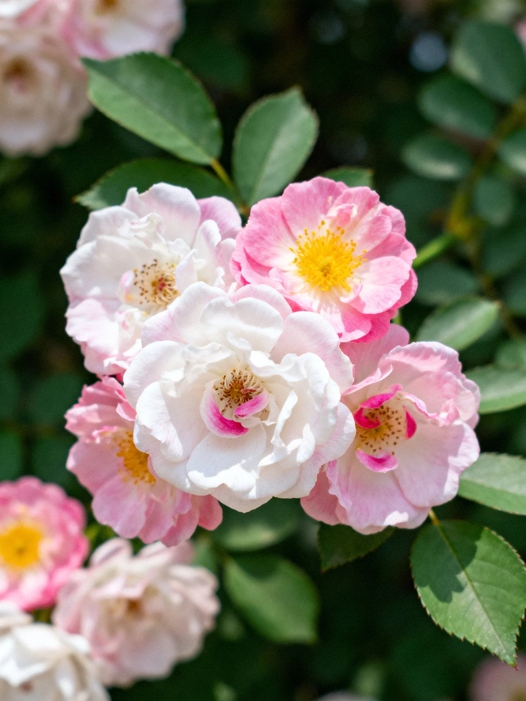 Cluster of Pink and White Roses with Lush Green Foliage