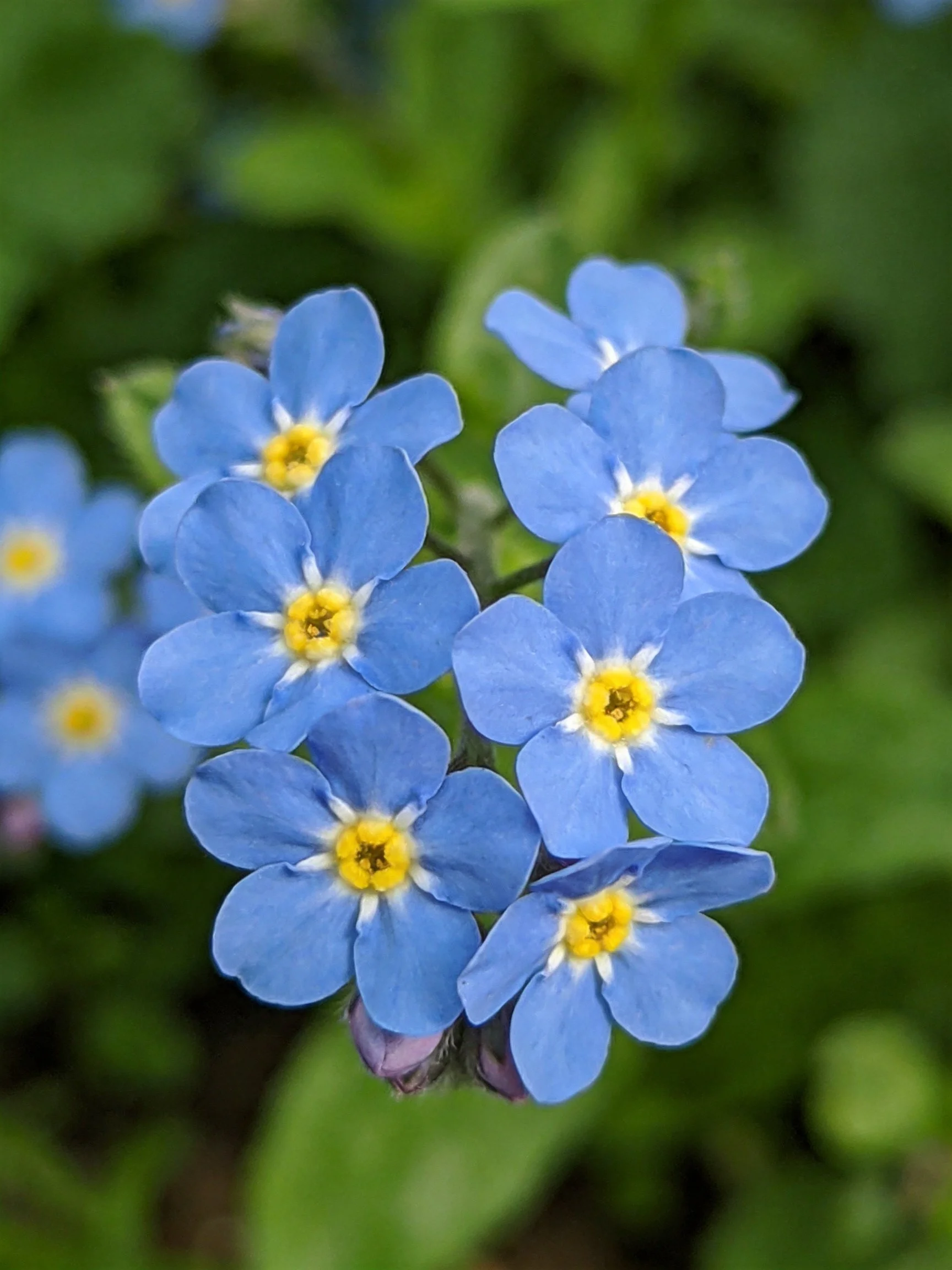 Cluster of Small Blue Flowers with Bright Yellow Centers