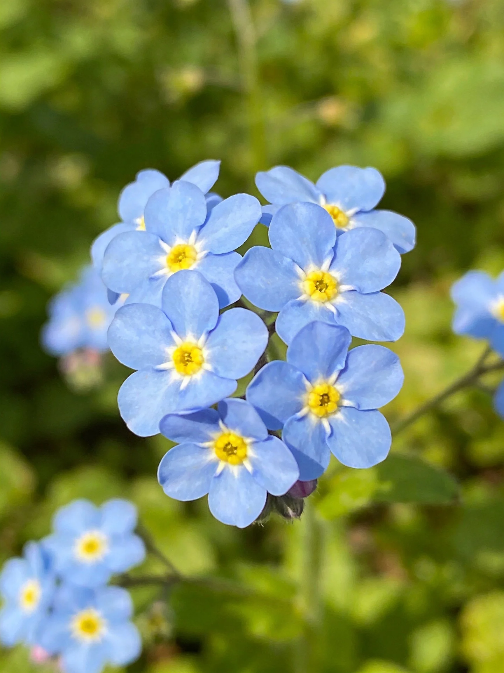 Cluster of Small Blue Flowers with Yellow Centers