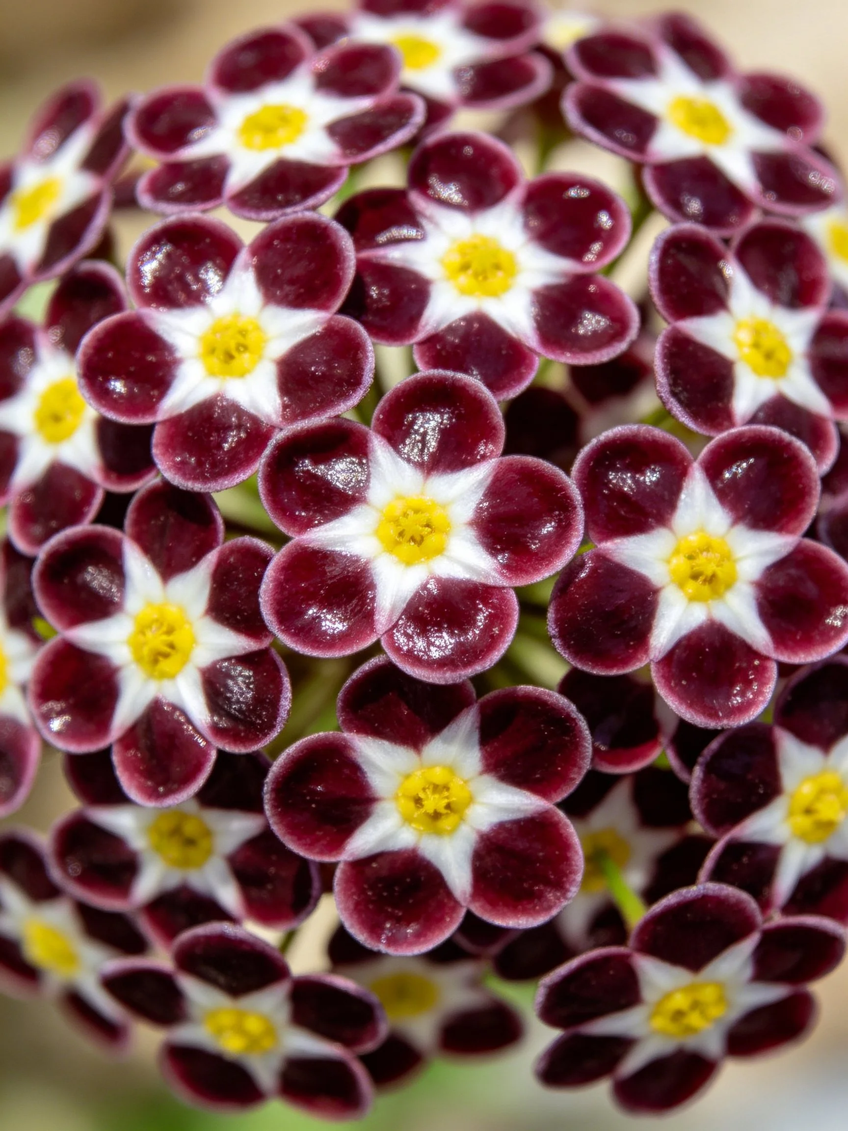 Cluster of Small Maroon and White Flowers with Yellow Centers