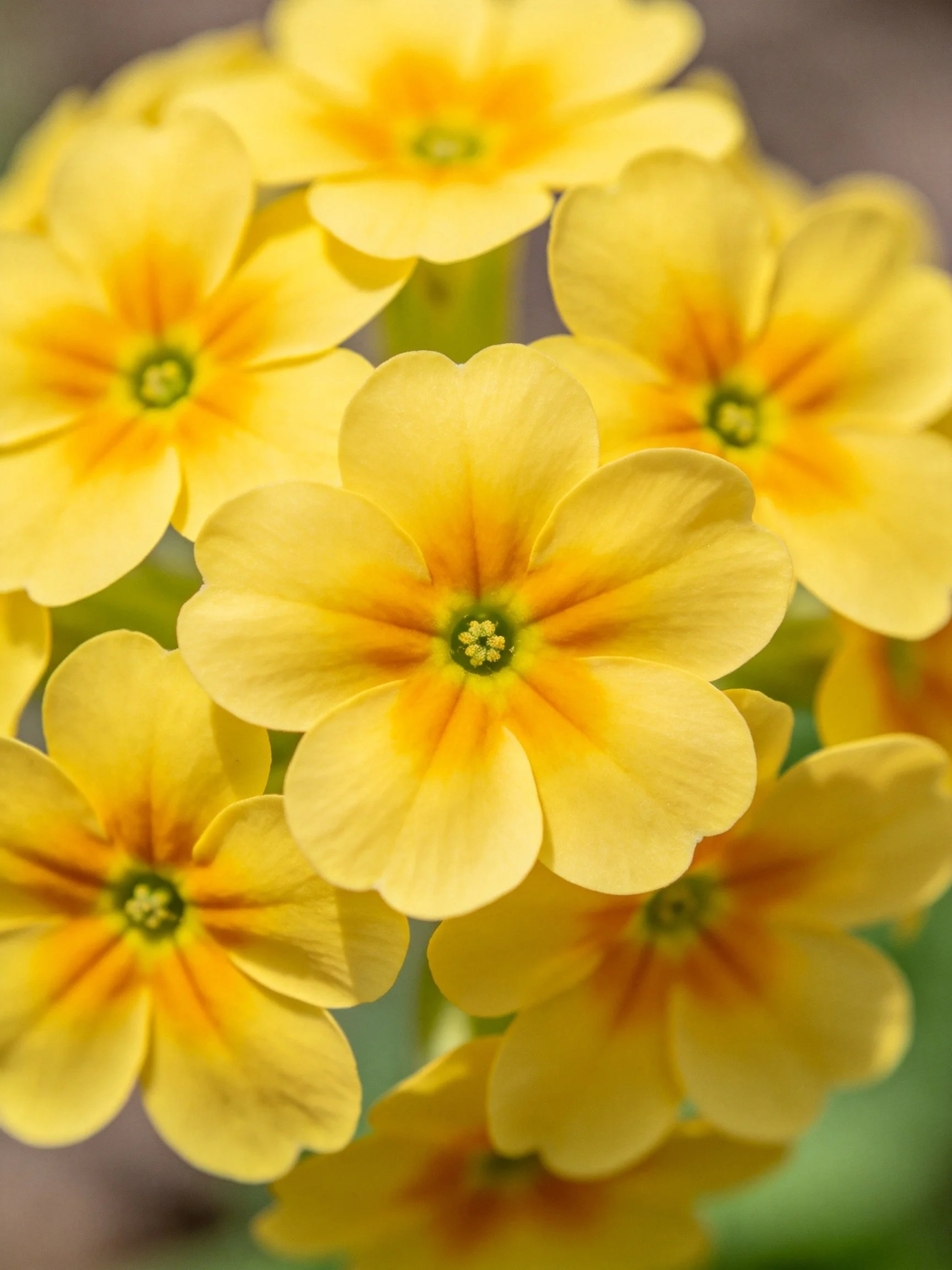 Cluster of Vibrant Yellow Primroses with Orange Centers