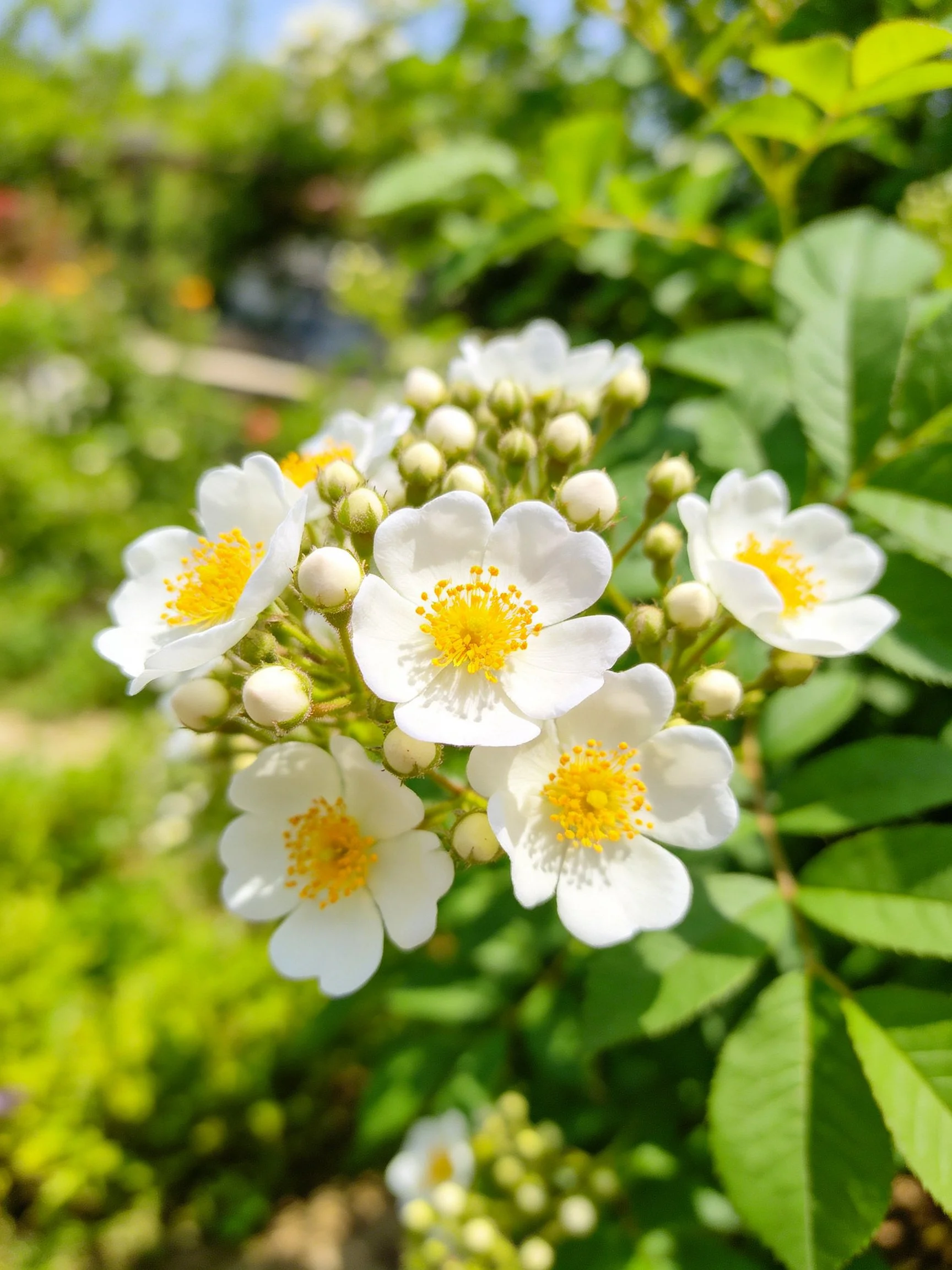 Cluster of White Flowers with Yellow Centers Among Green Foliage