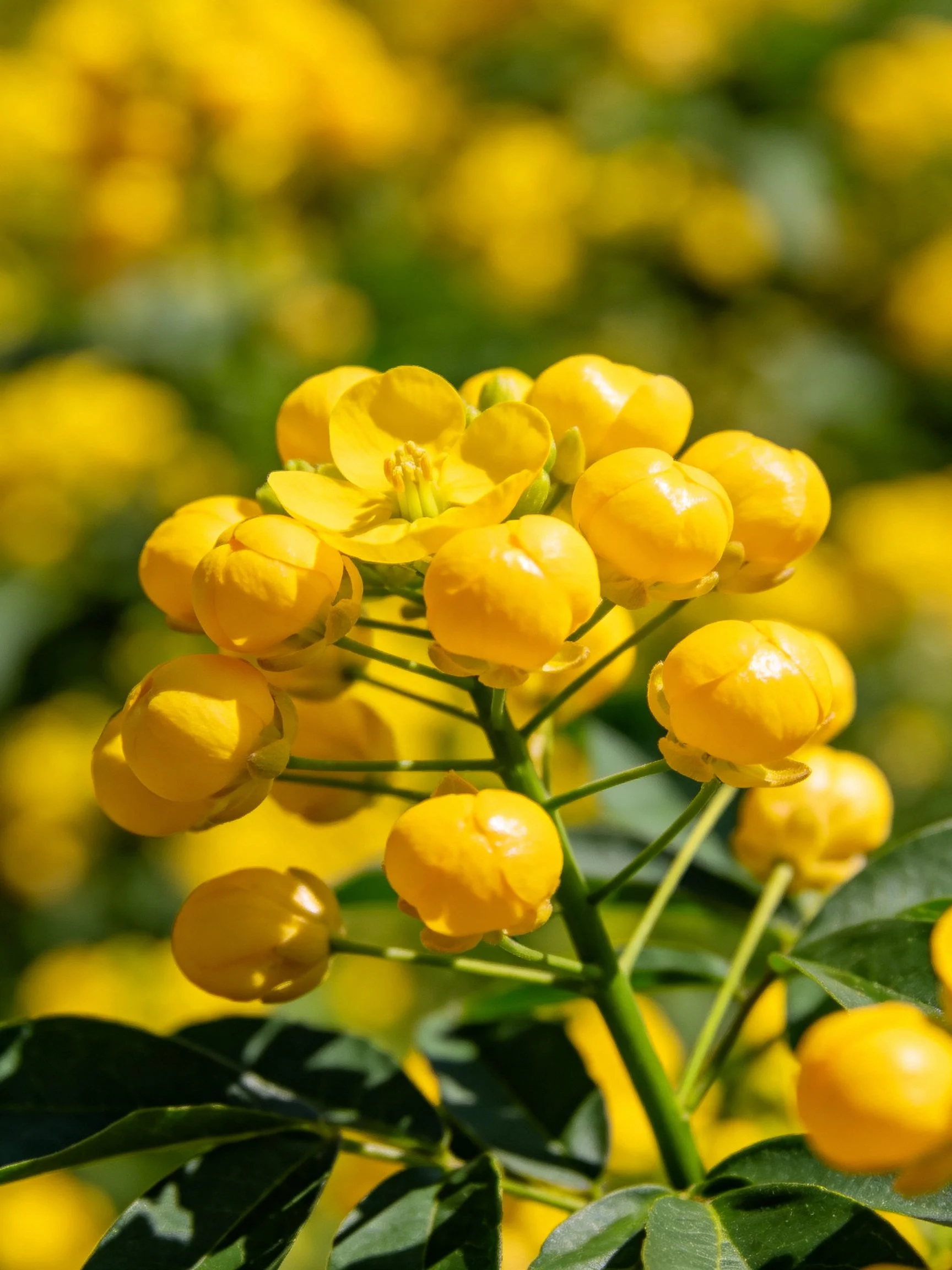 Cluster of bright yellow spherical flower buds with green stems