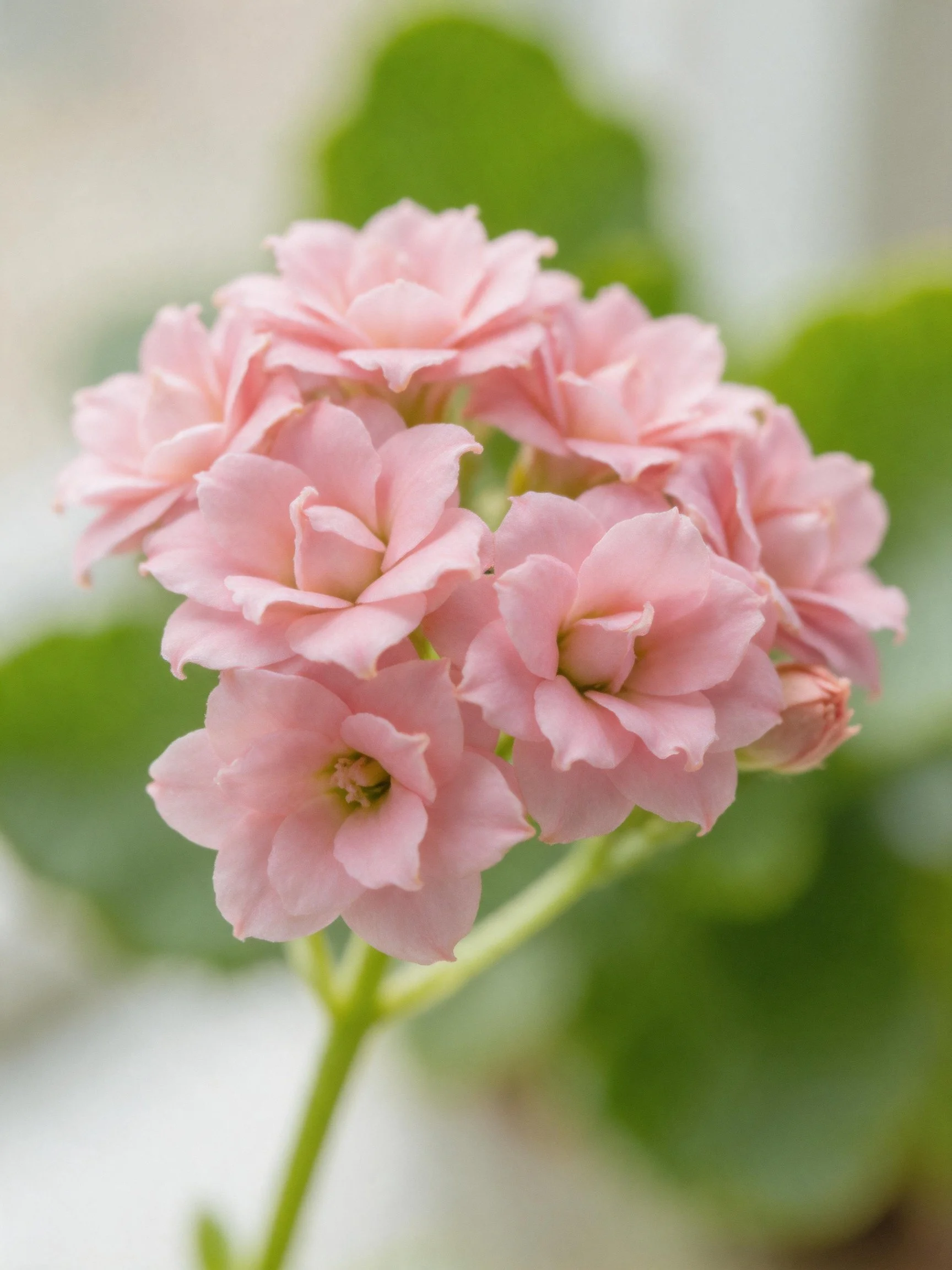 Cluster of delicate pink flowers with green leaves in background