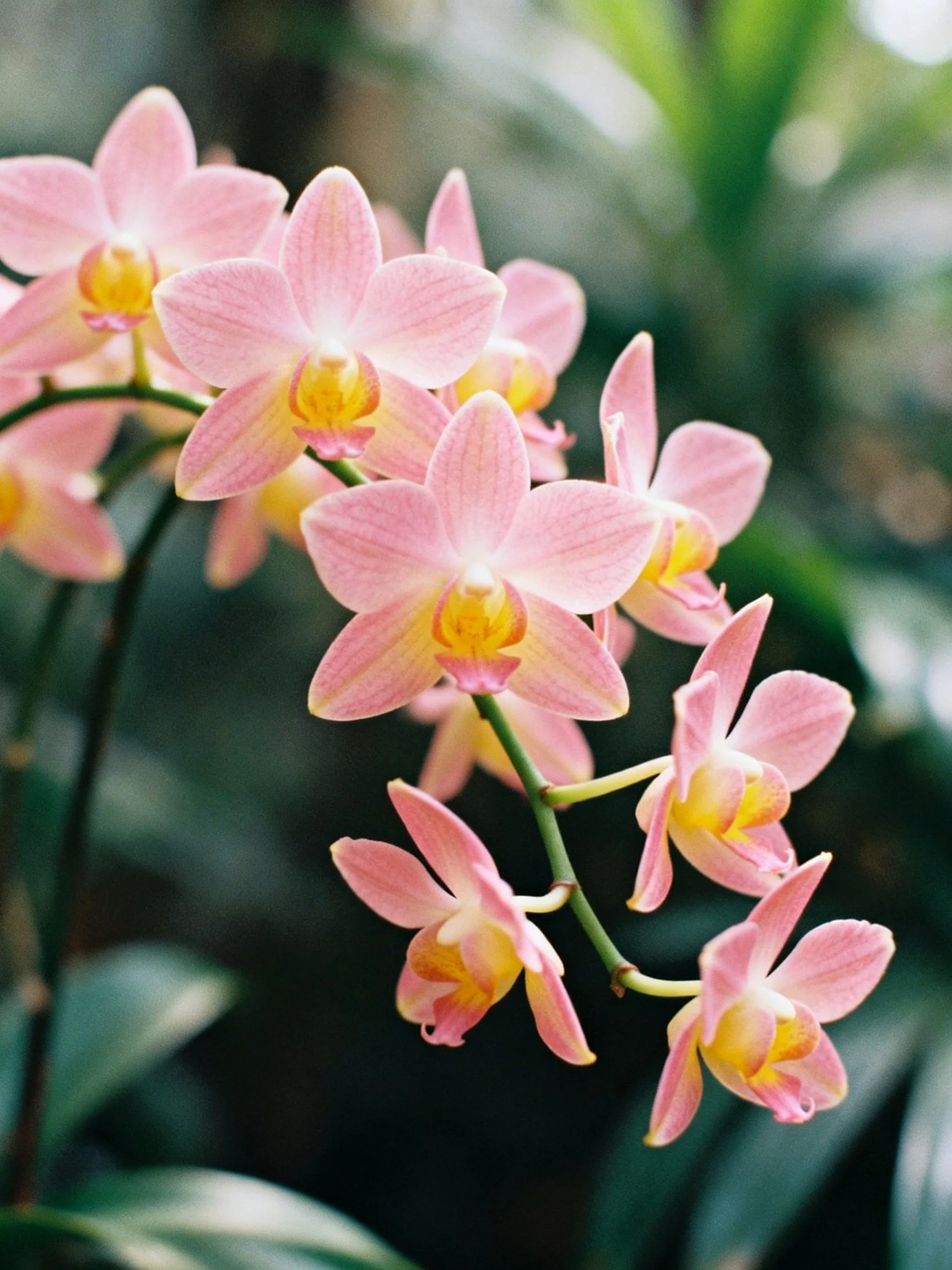Cluster of delicate pink orchids with yellow centers