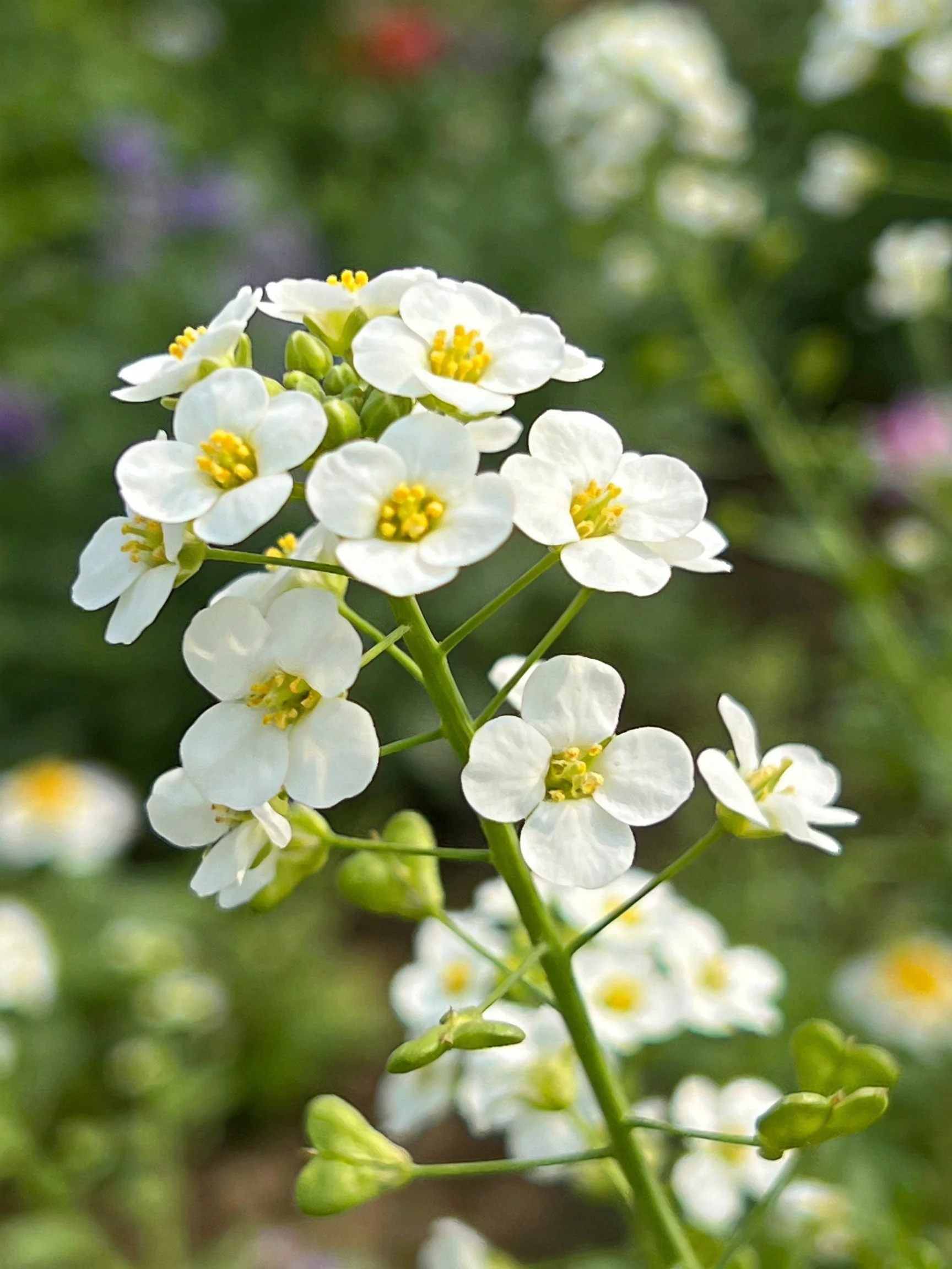 Cluster of delicate white flowers with yellow centers on slender green stems