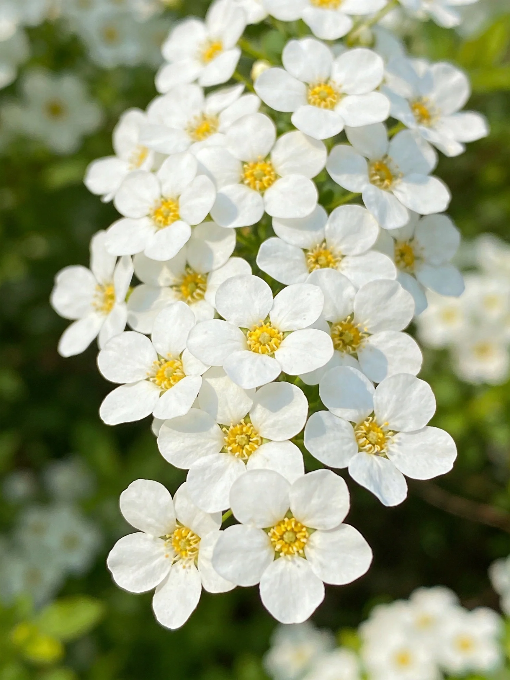 Cluster of numerous small white flowers with yellow centers