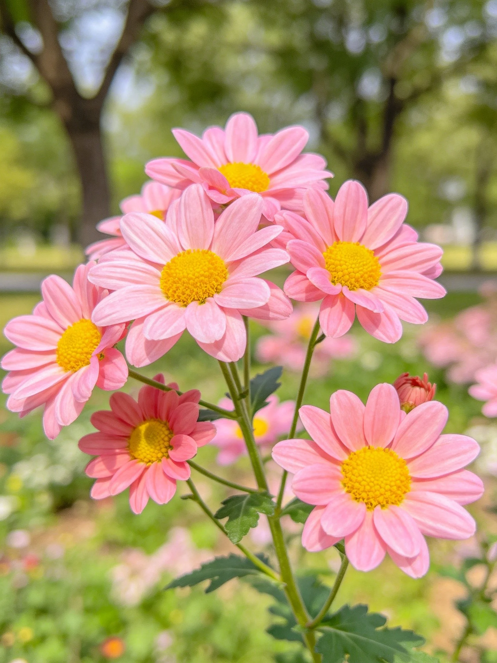 Cluster of pink daisy-like like flowers with yellow centers in a sunny garden