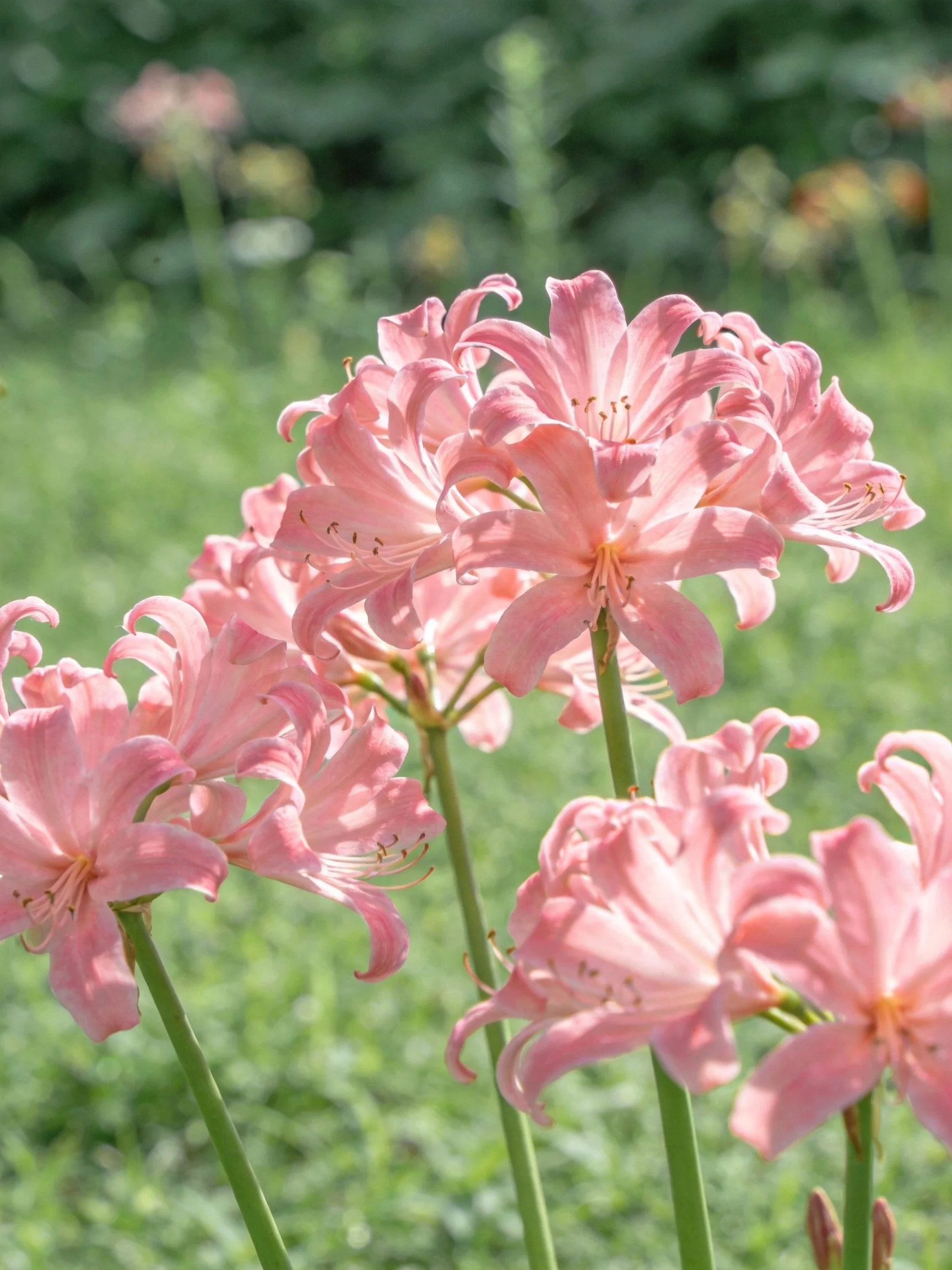 Cluster of pink flowers with curved petals and green stems in a garden