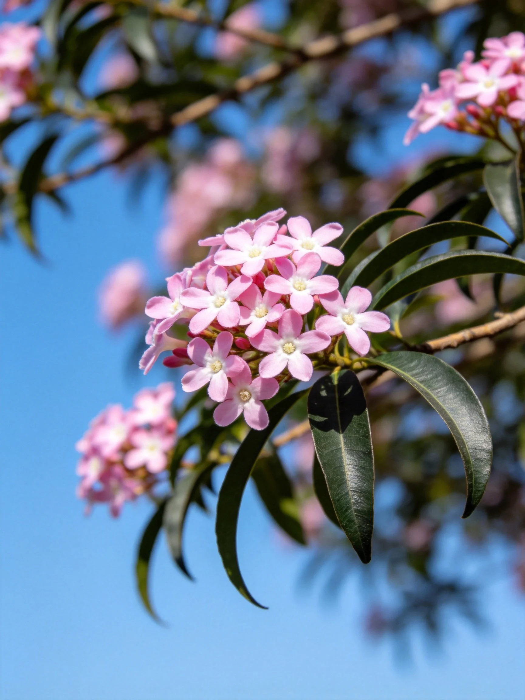 Cluster of pink flowers with dark green leaves under bright blue sky
