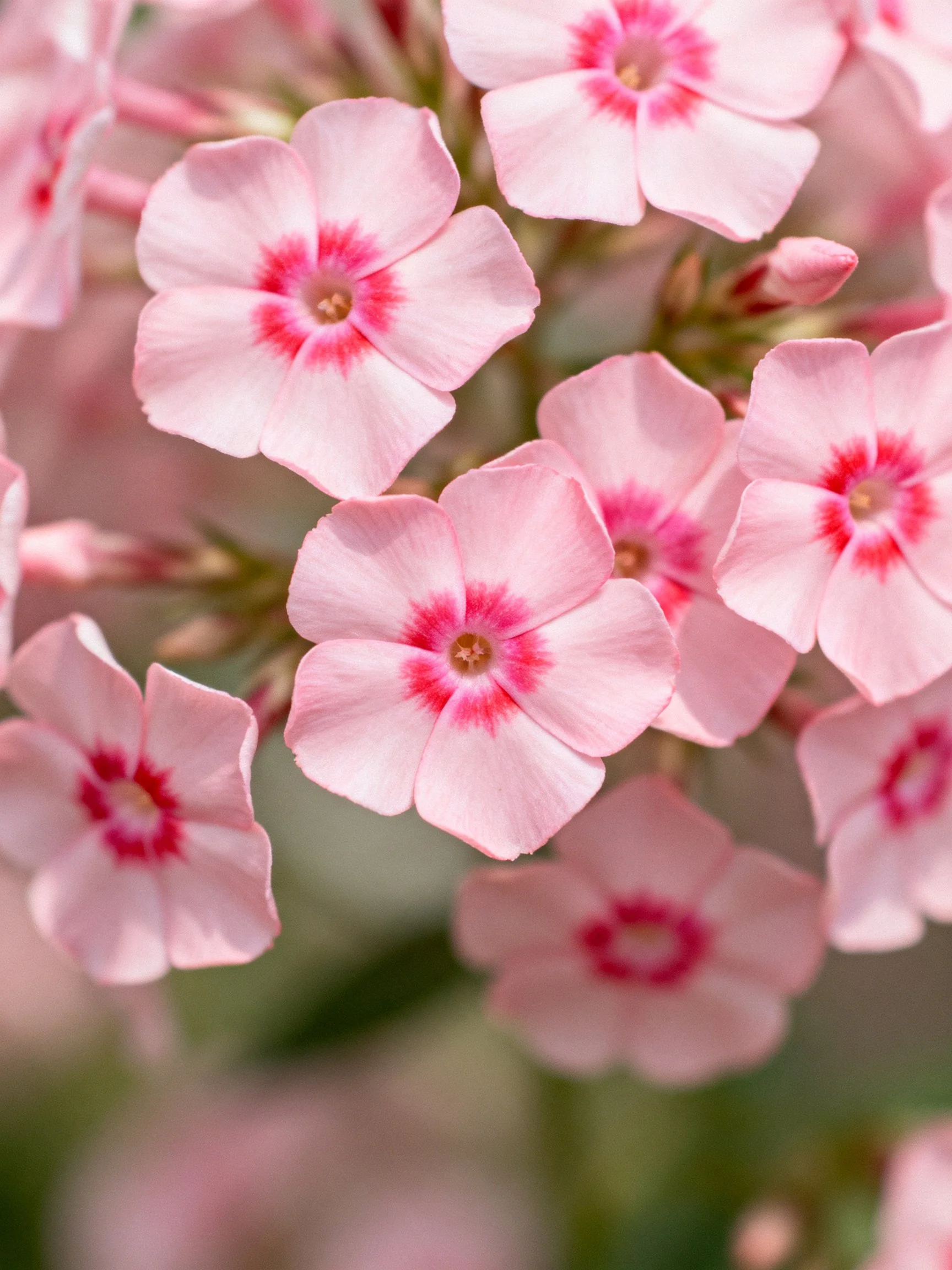Cluster of pink phlox flowers with vibrant red centers
