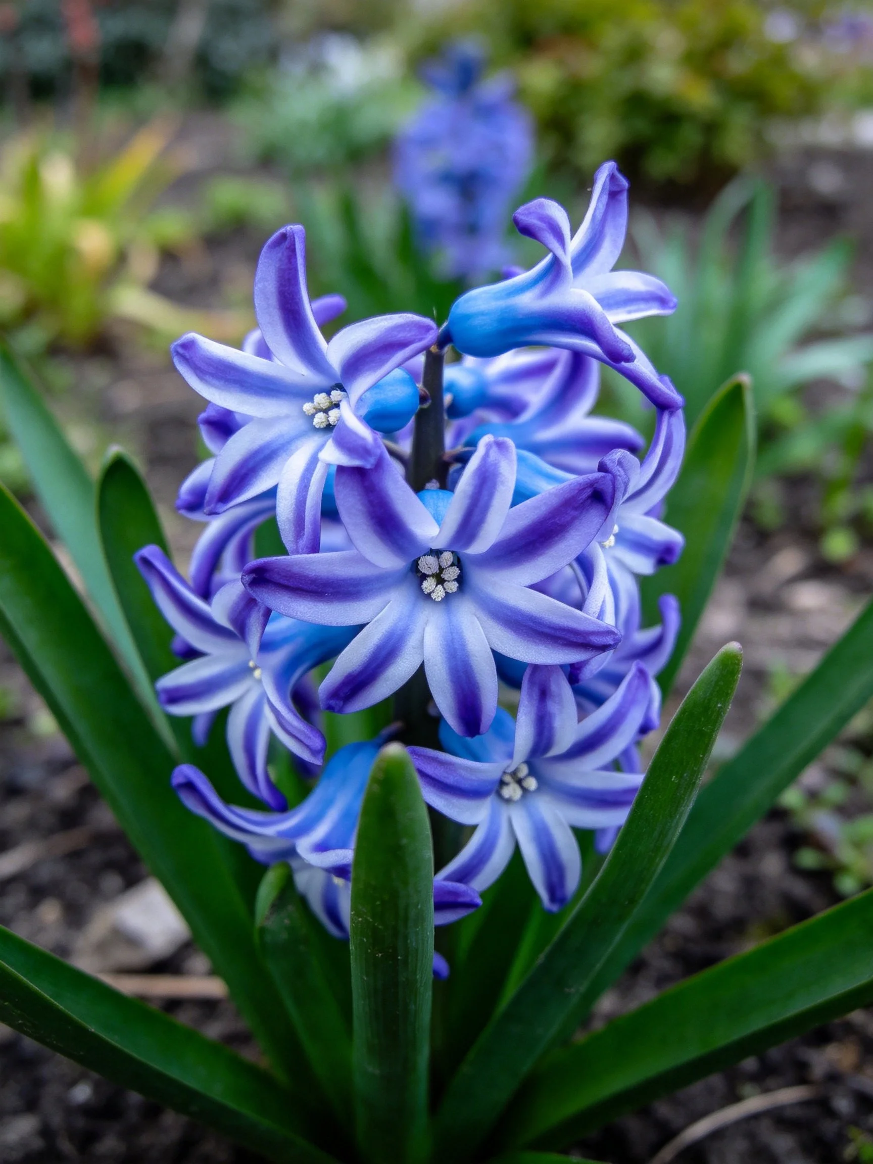 Cluster of purple-blue hyacinths blooms amid lush green leaves in a garden.