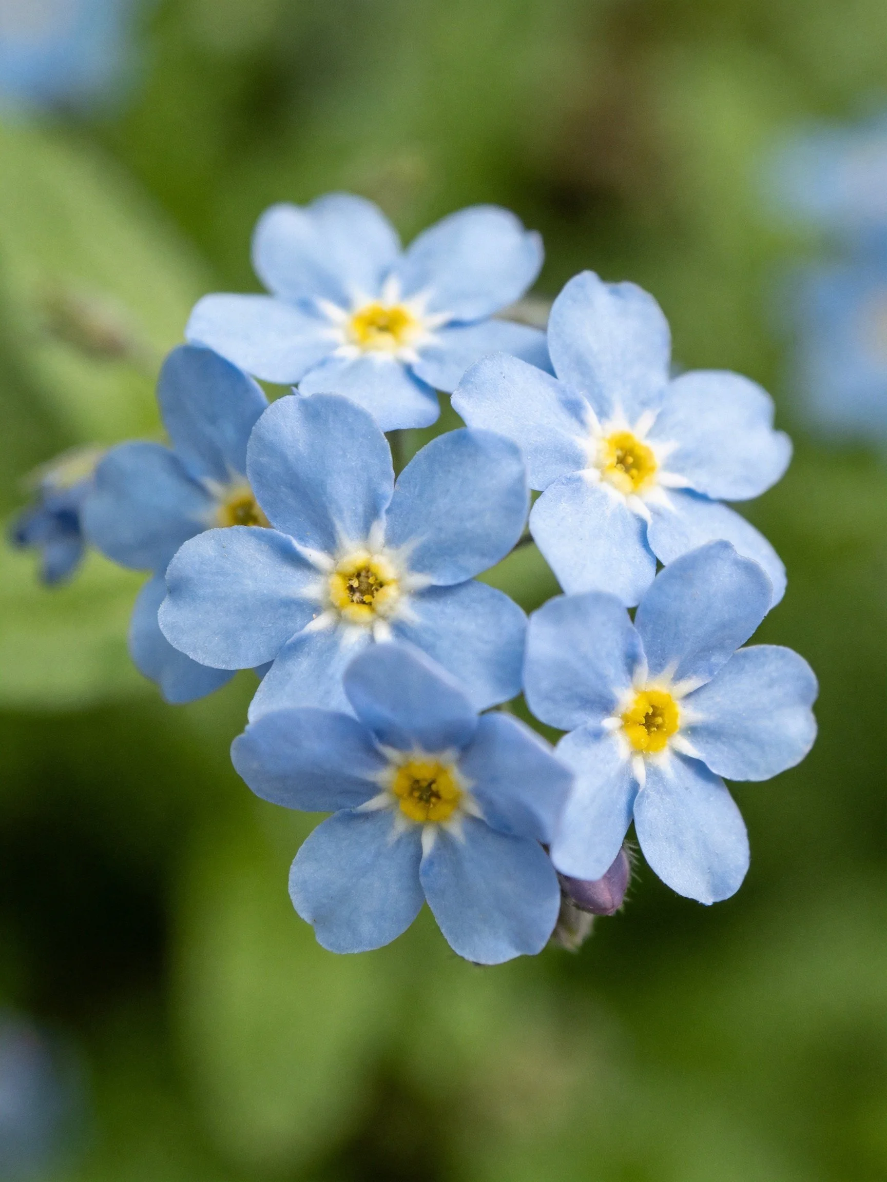 Cluster of six pale blue forget-me-not flowers with yellow centers