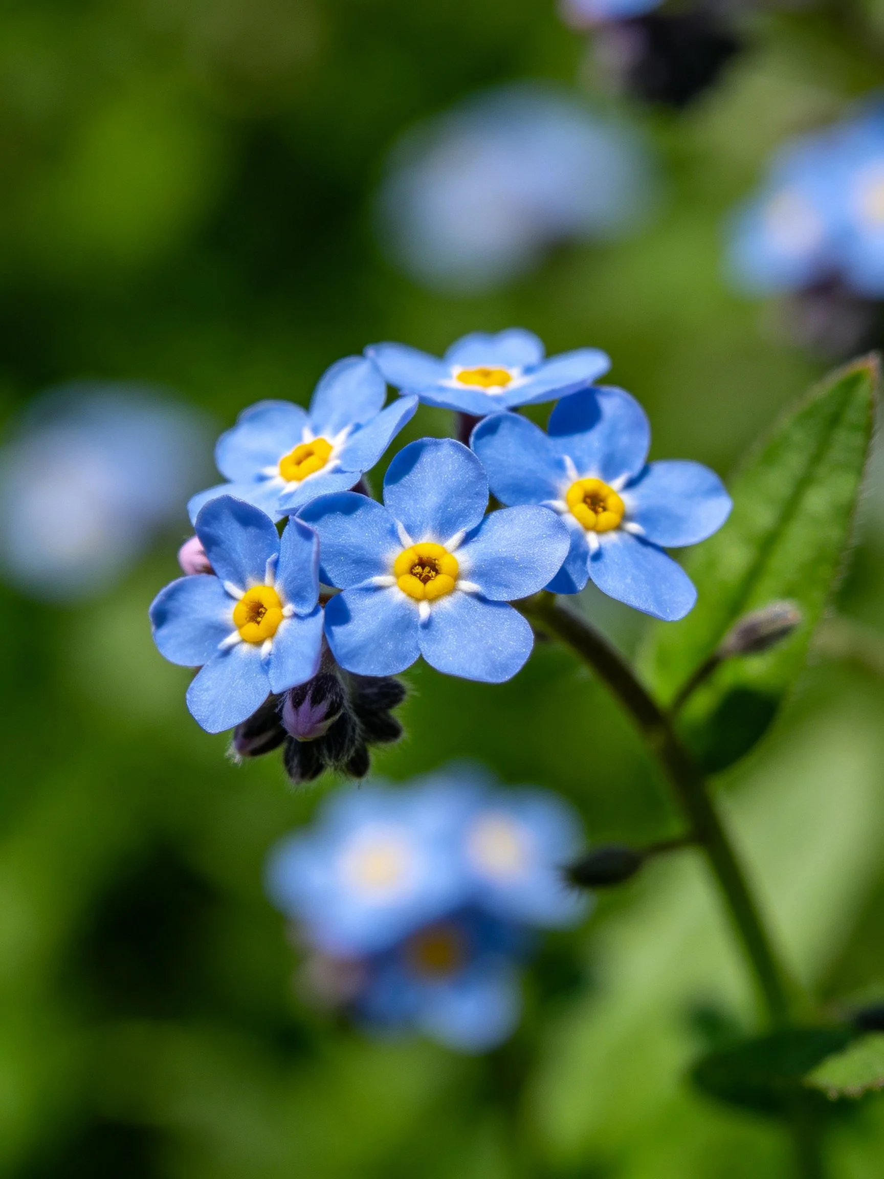 Cluster of small blue flowers with bright yellow centers