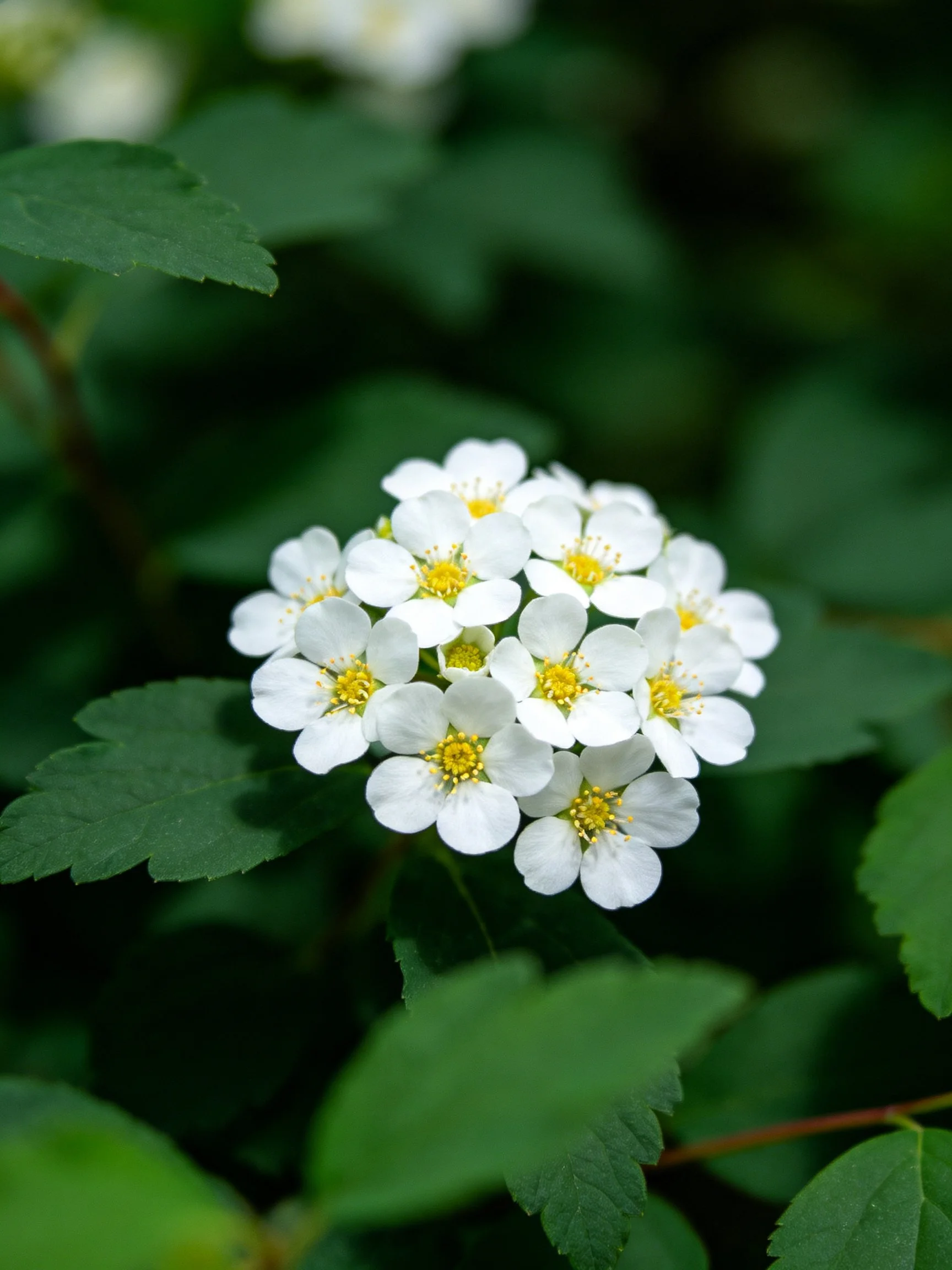 Cluster of small white flowers with yellow centers amidst green leaves
