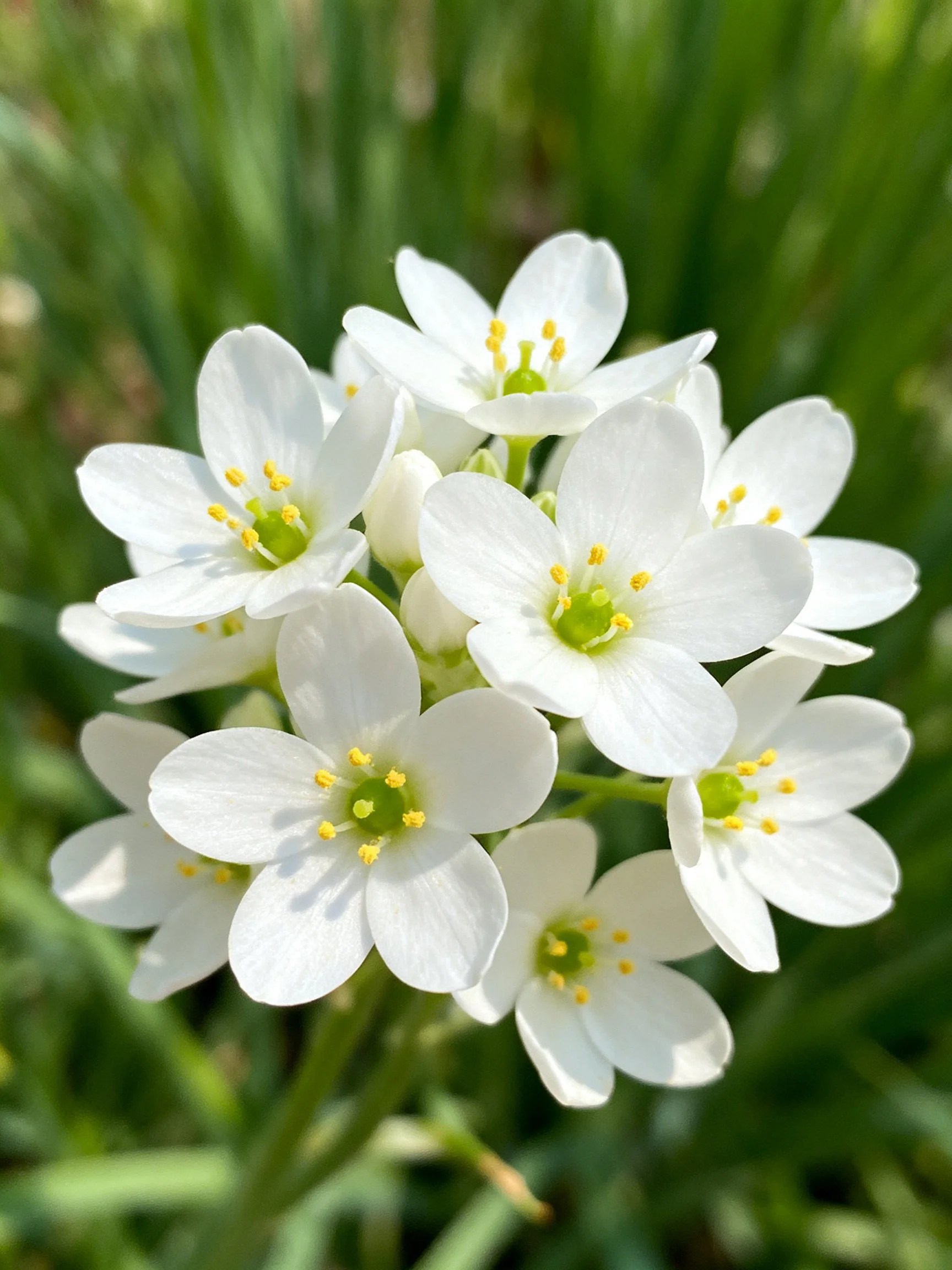 Cluster of small white flowers with yellow stamens among green foliage
