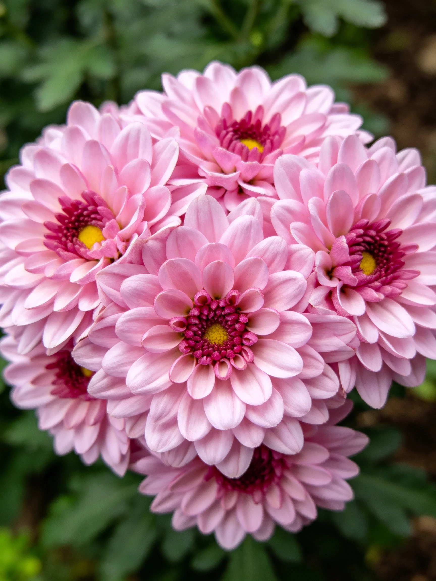Cluster of soft pink flowers with magenta centers