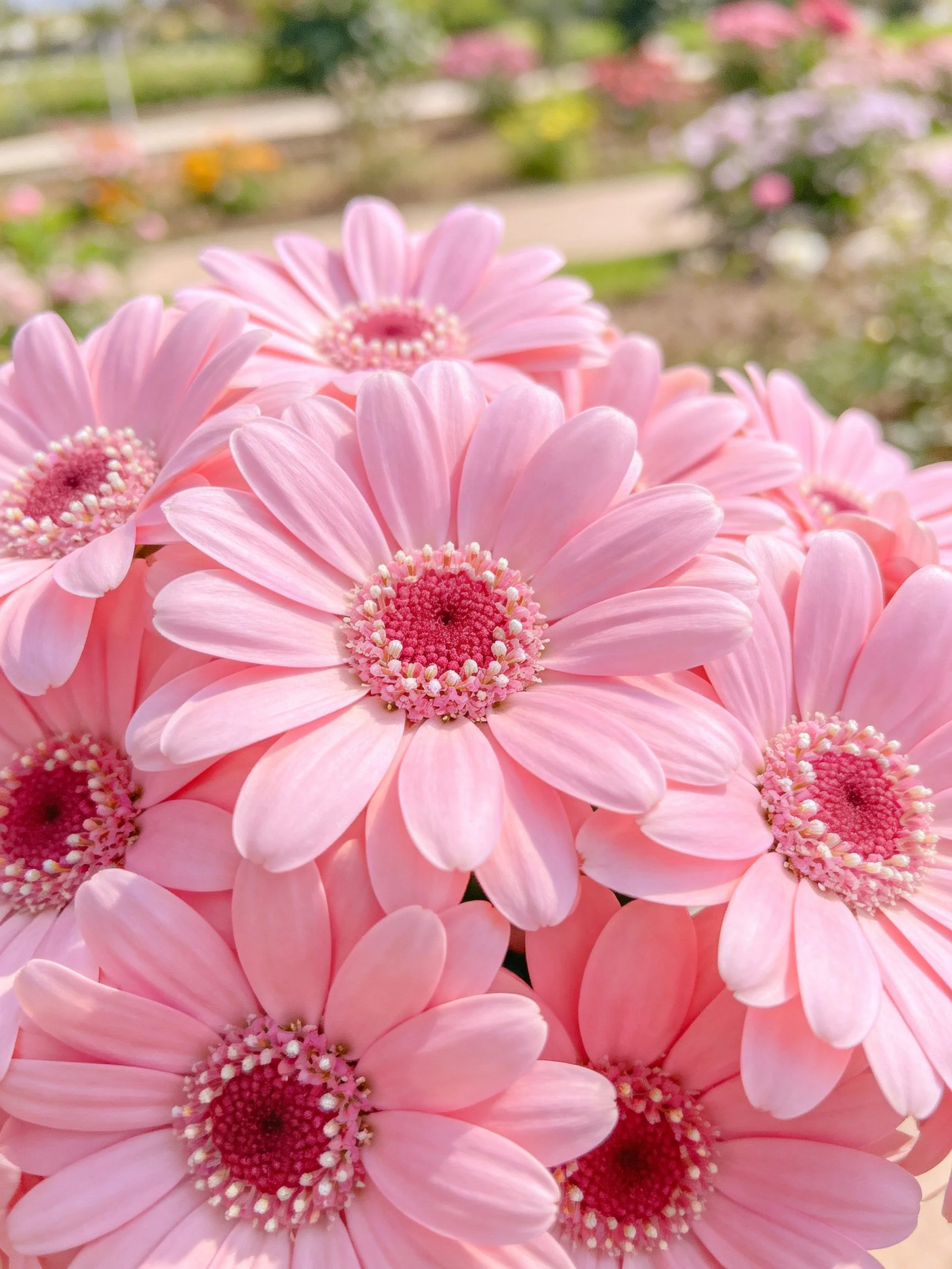 Cluster of soft pink gerbera daisies in a sunlit garden