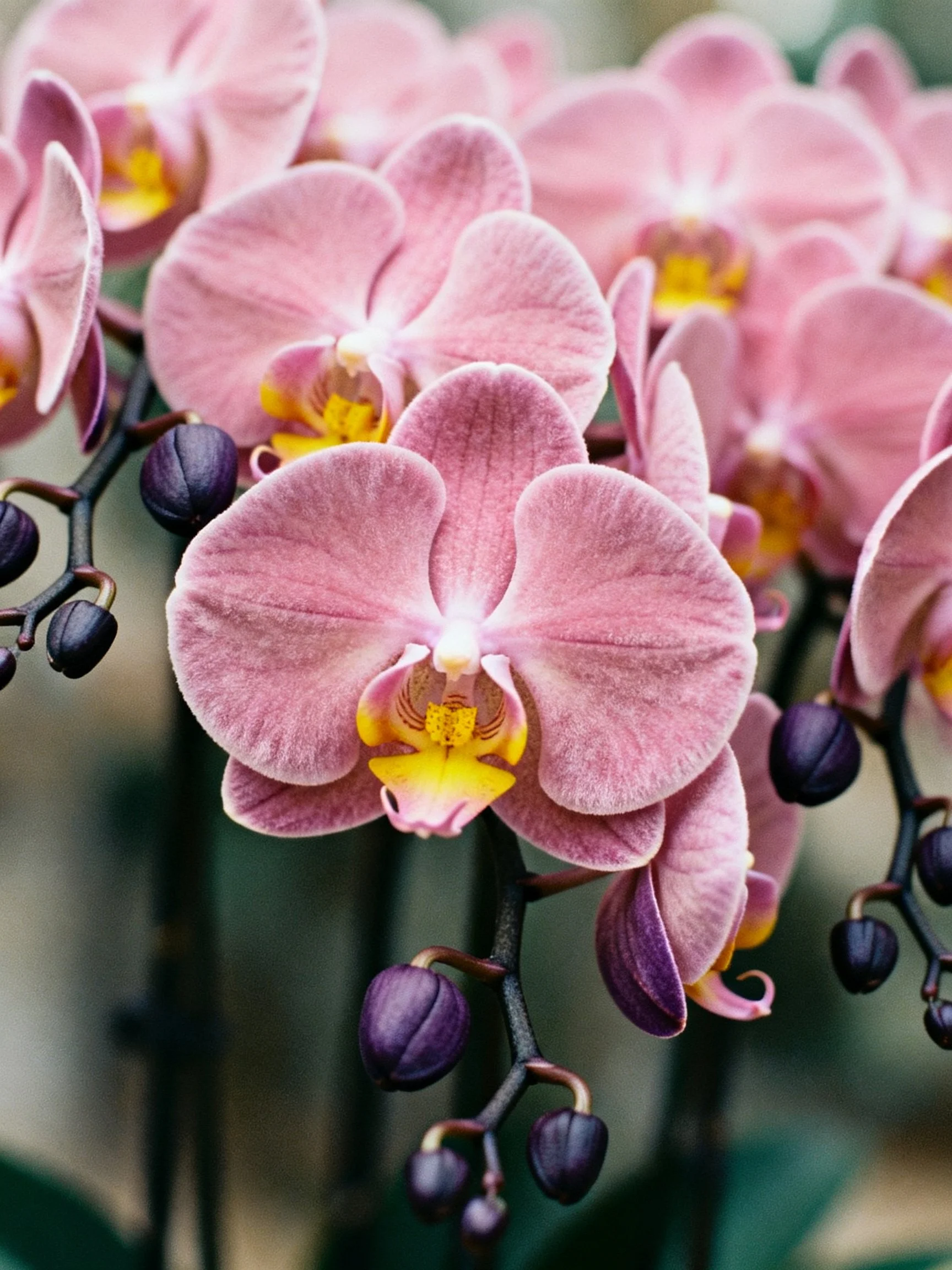 Cluster of soft pink orchid blooms with dark purple buds