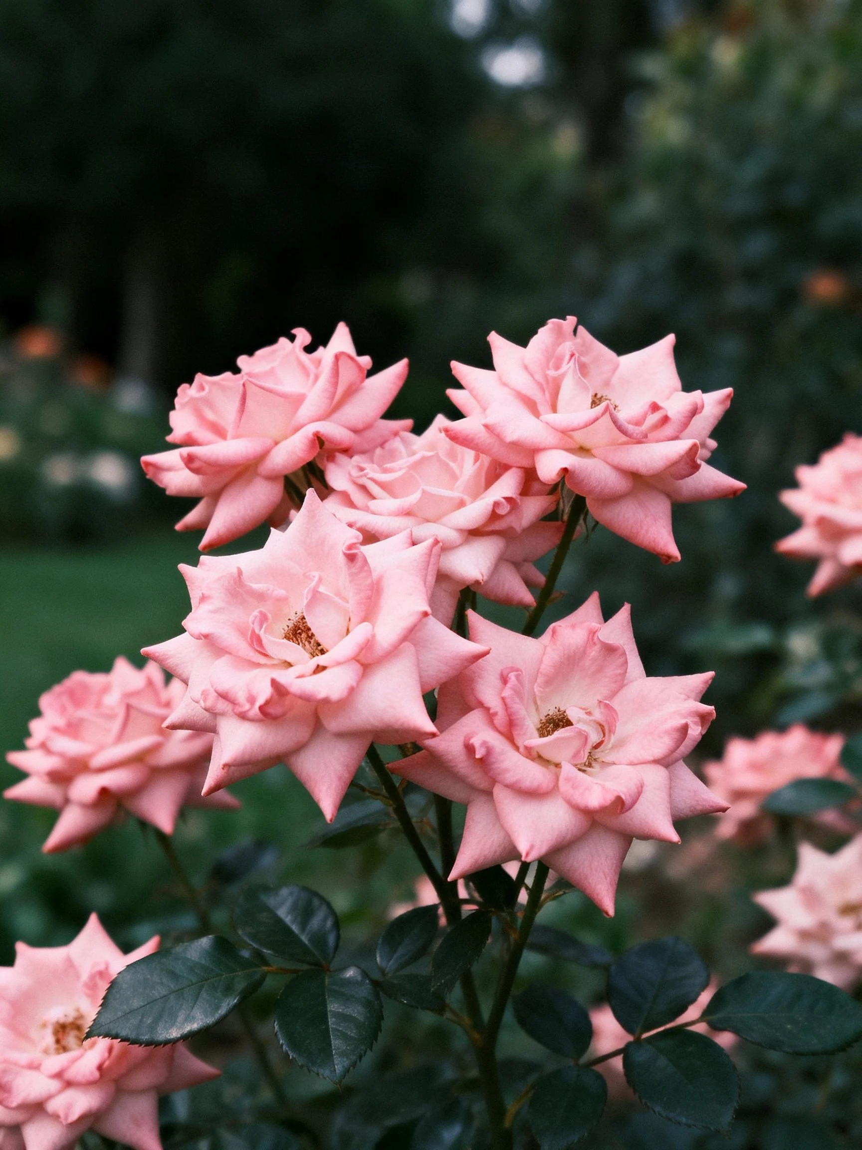 Cluster of soft pink roses with dark green foliage