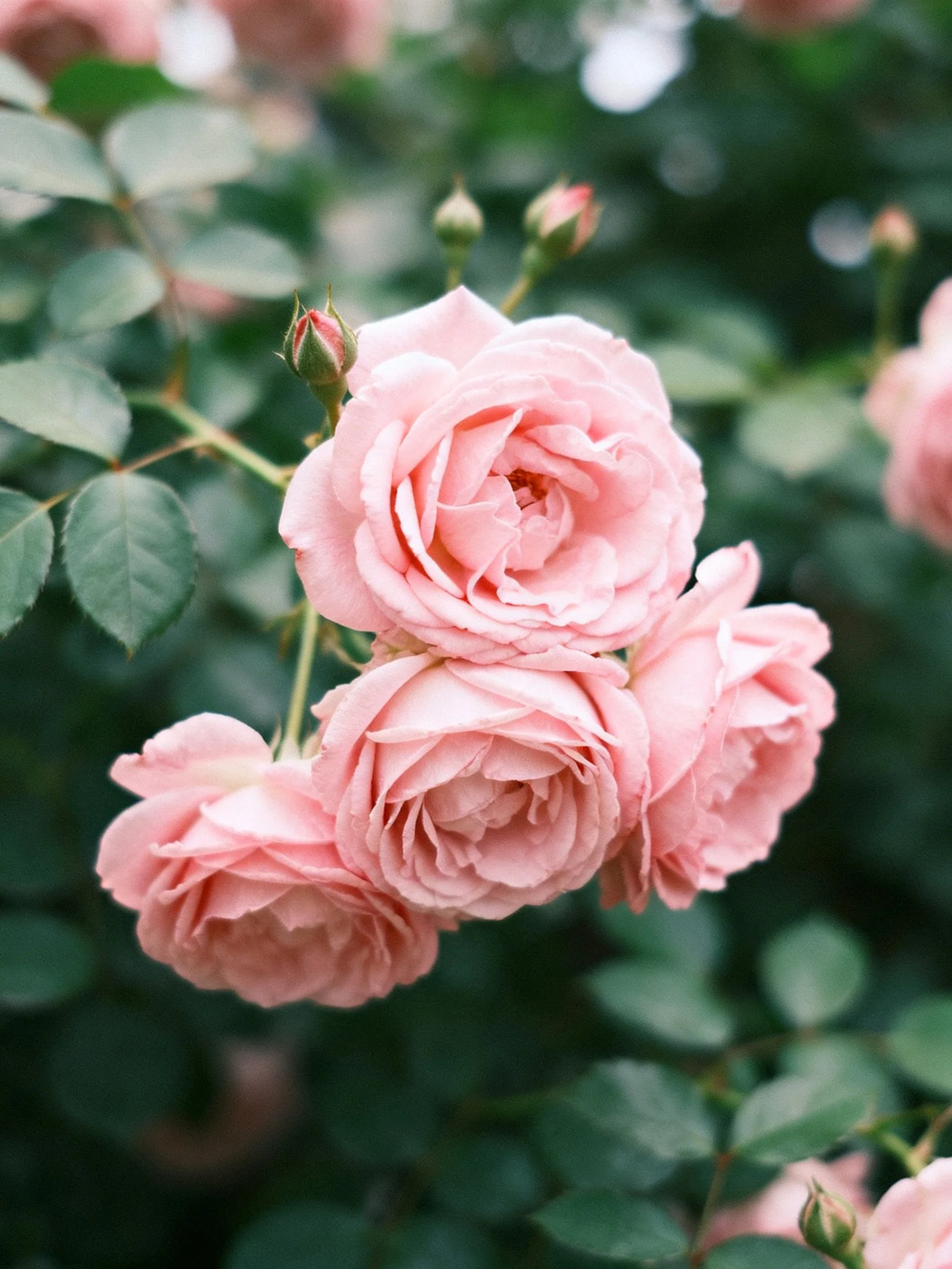 Cluster of soft pink roses with lush green foliage