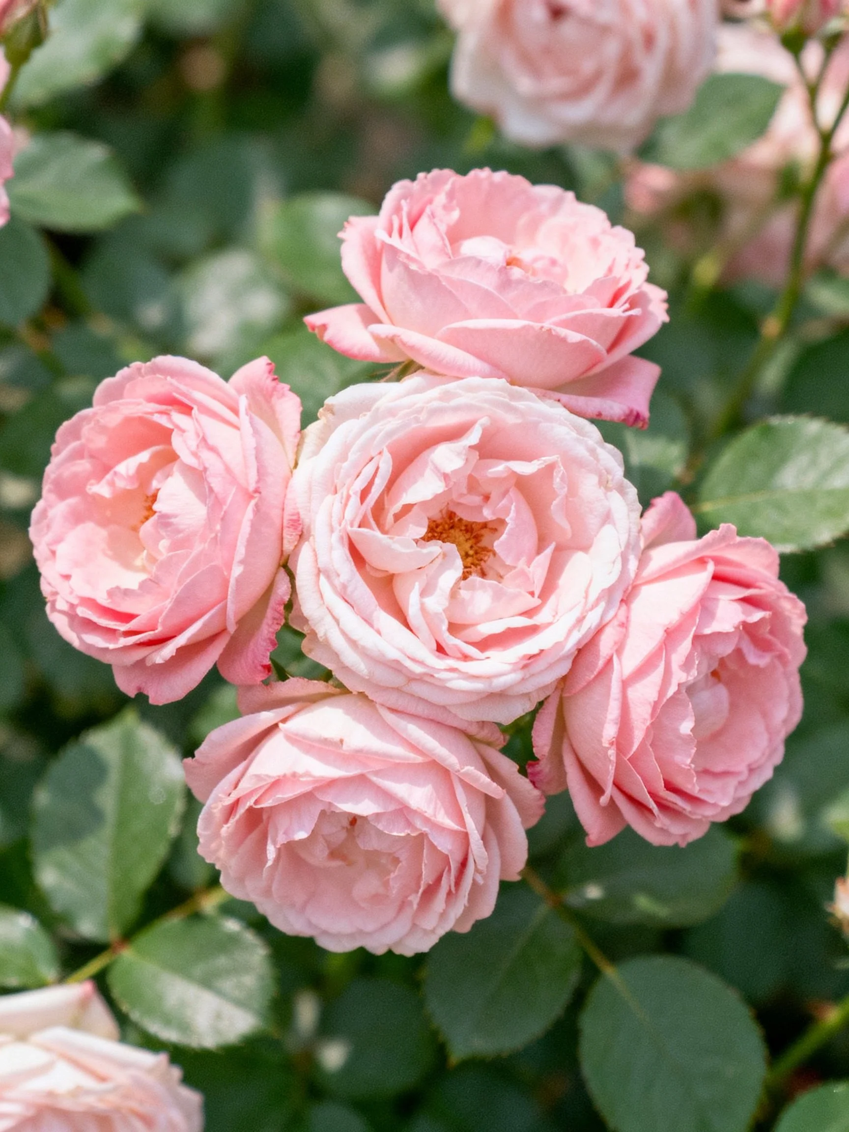 Cluster of soft pink roses with lush green foliage