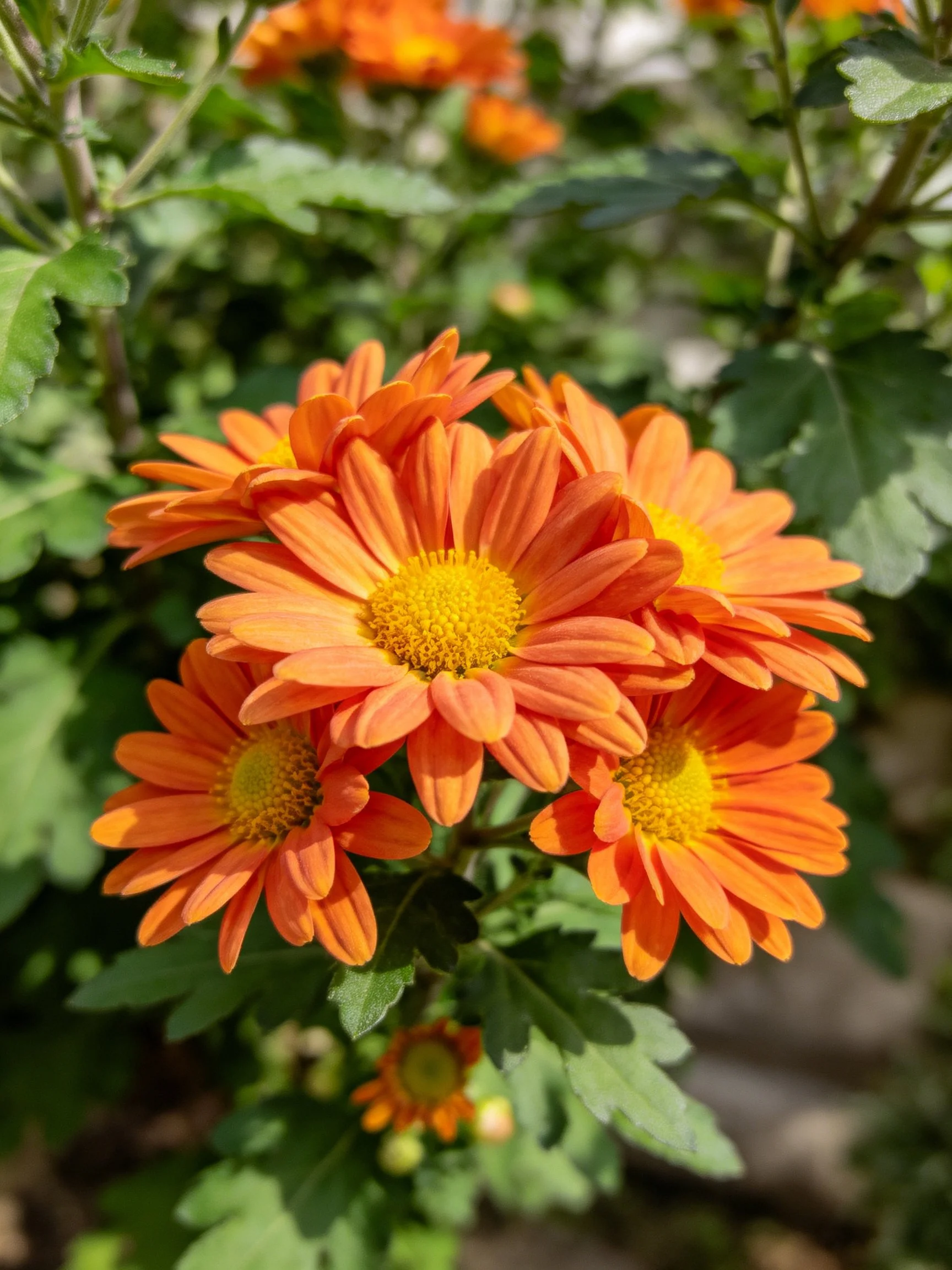 Cluster of vibrant orange chrysanthemums with yellow centers amid green foliage