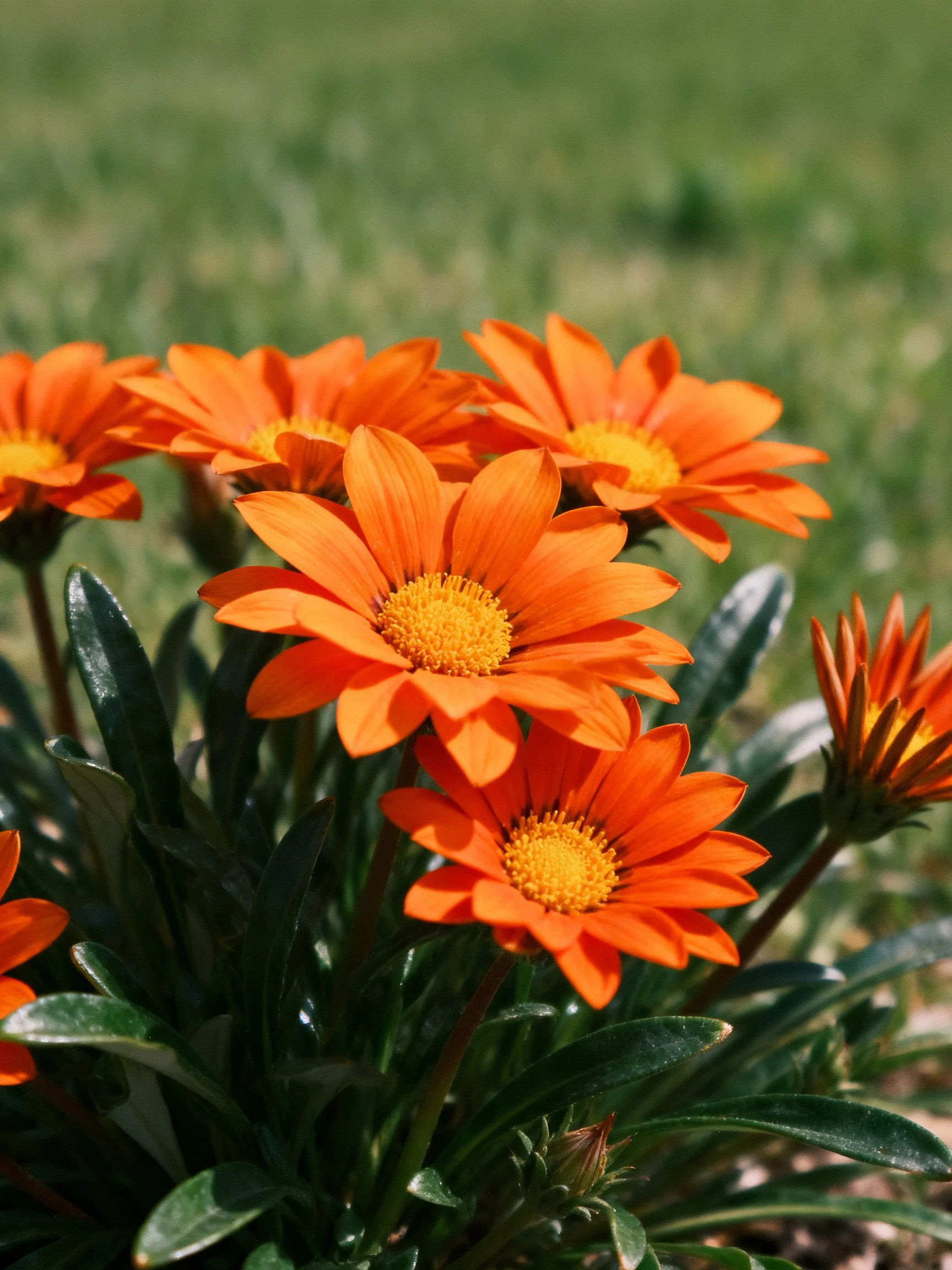 Cluster of vibrant orange flowers with yellow centers amid green foliage