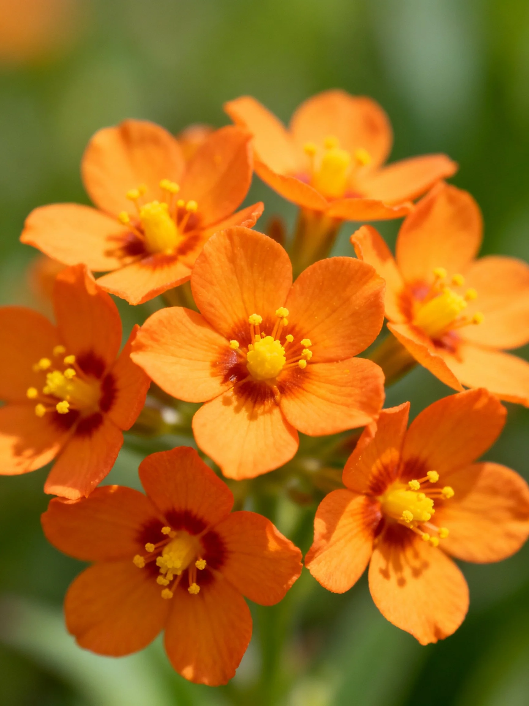 Cluster of vibrant orange flowers with yellow centers